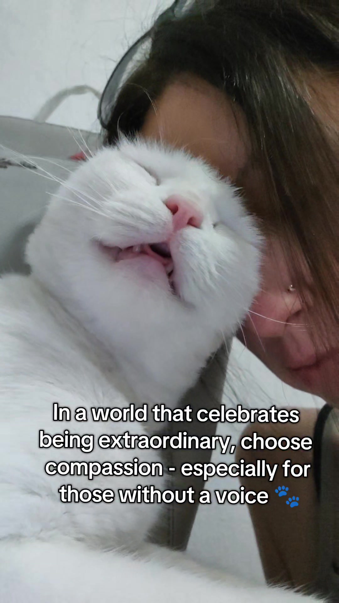 @Fluffy - the persian cat