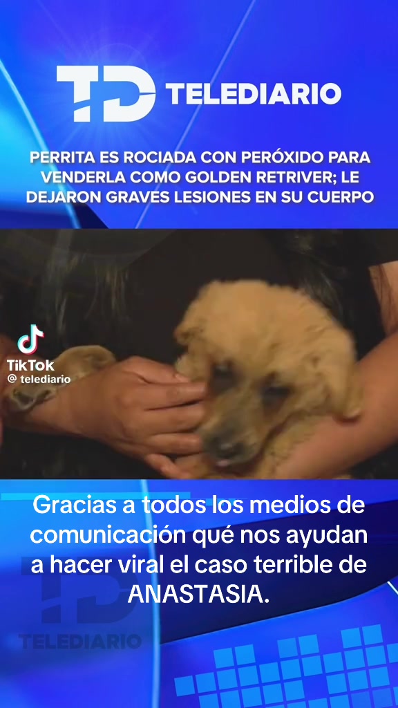 @AdoptaunAngel