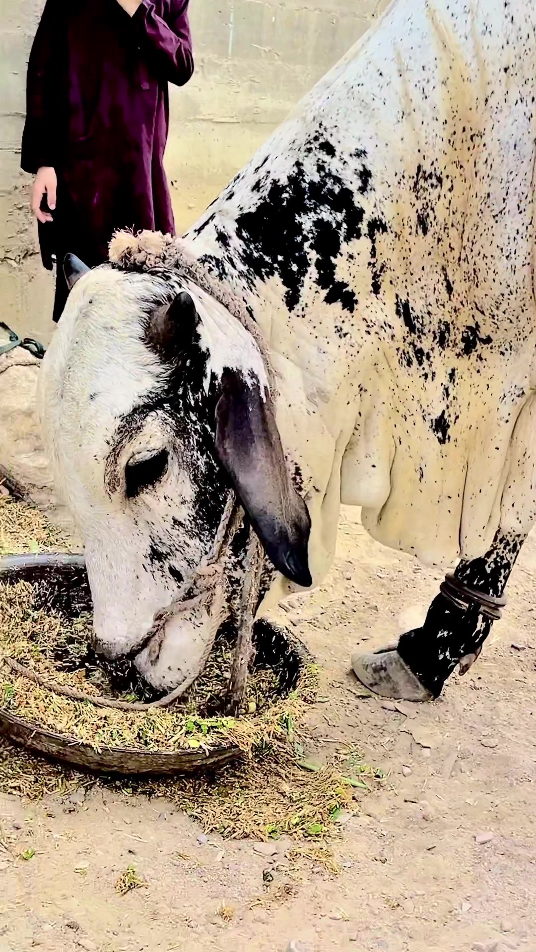 @اسدبادشاہ⚜️