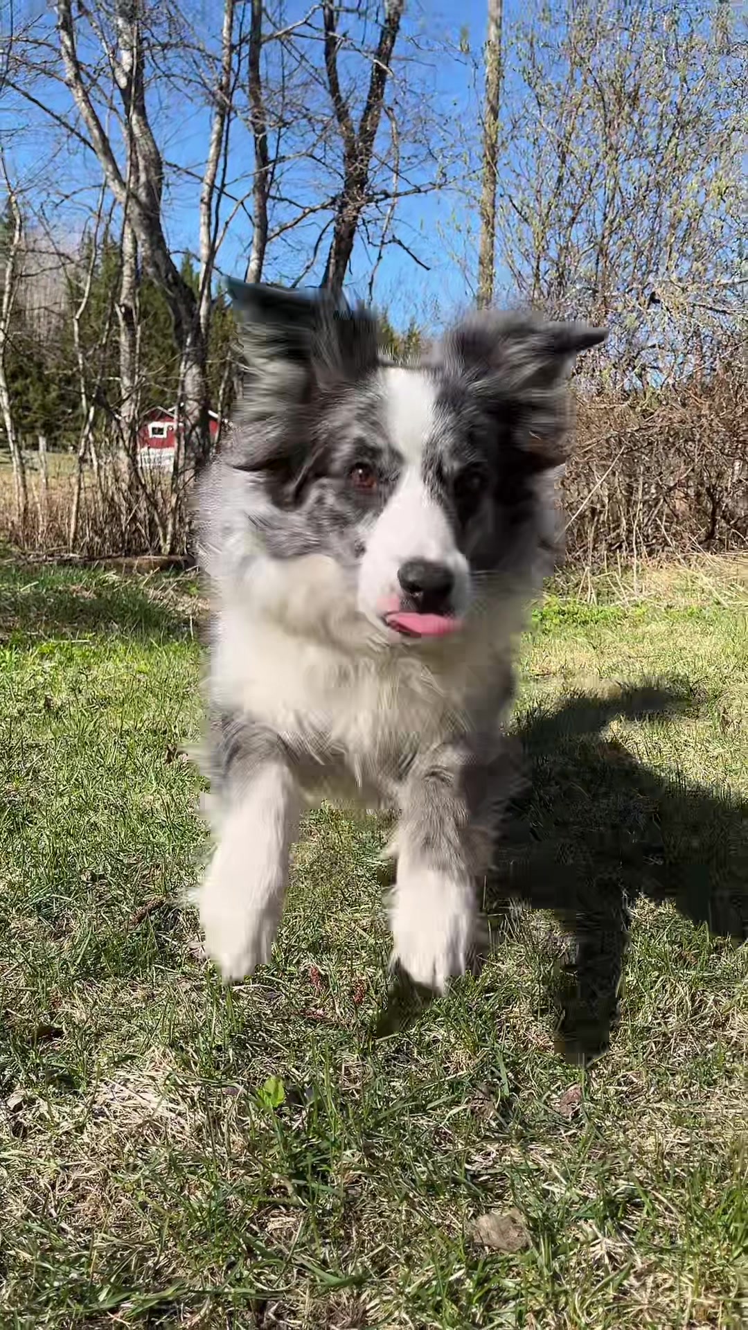 @bordercollieMuse