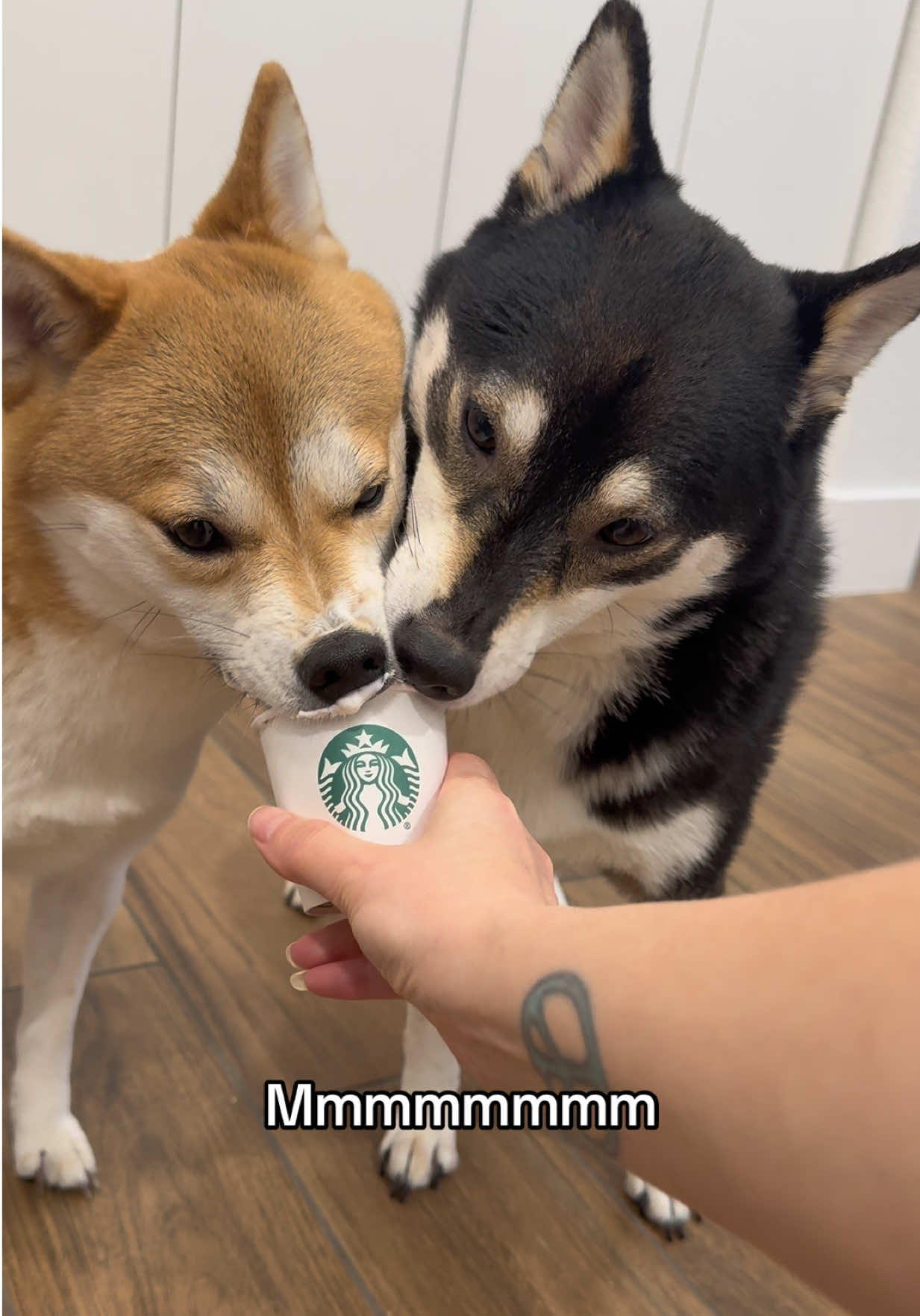@Flock of Shibas 🐕🐕🐕
