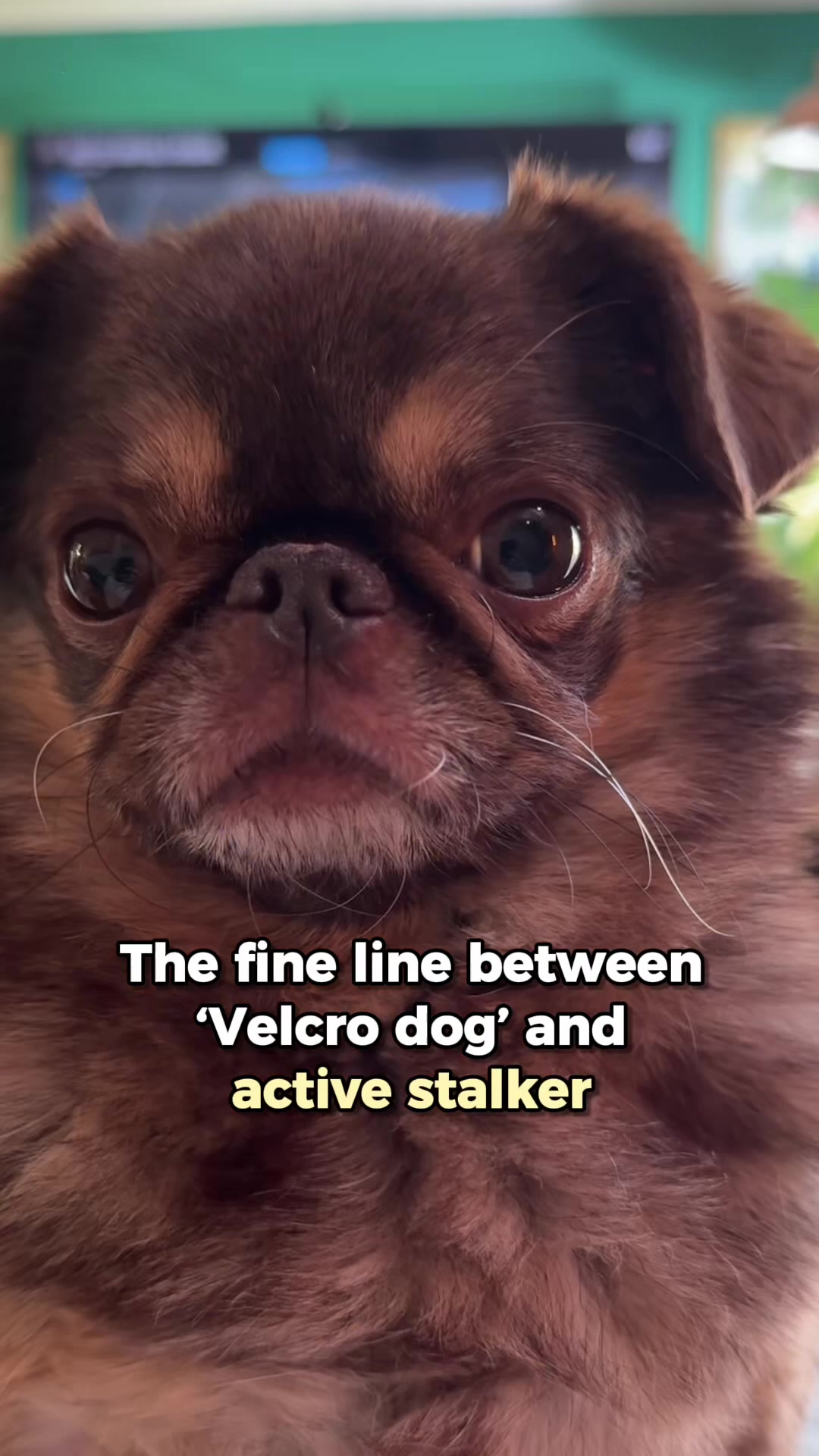 @ChilliThePug