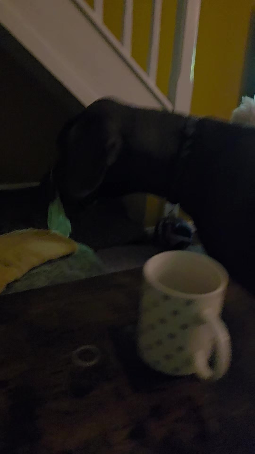 @#cooperthegreatdaneasaurusrex