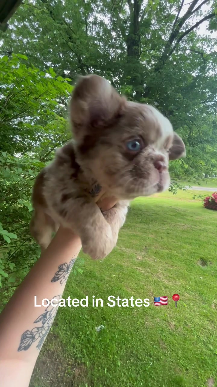 @Trendingbulldogz