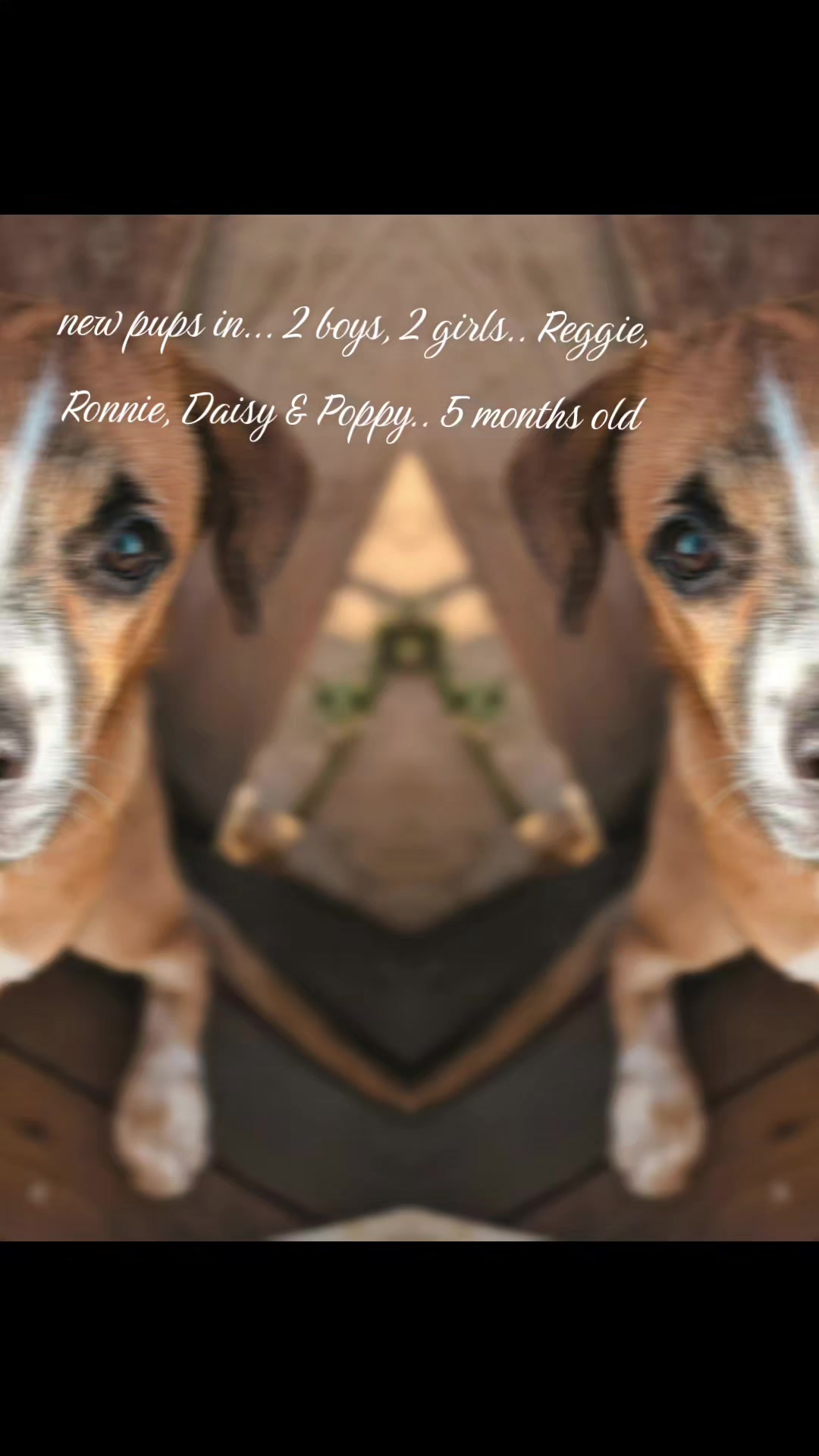 @K9mumma