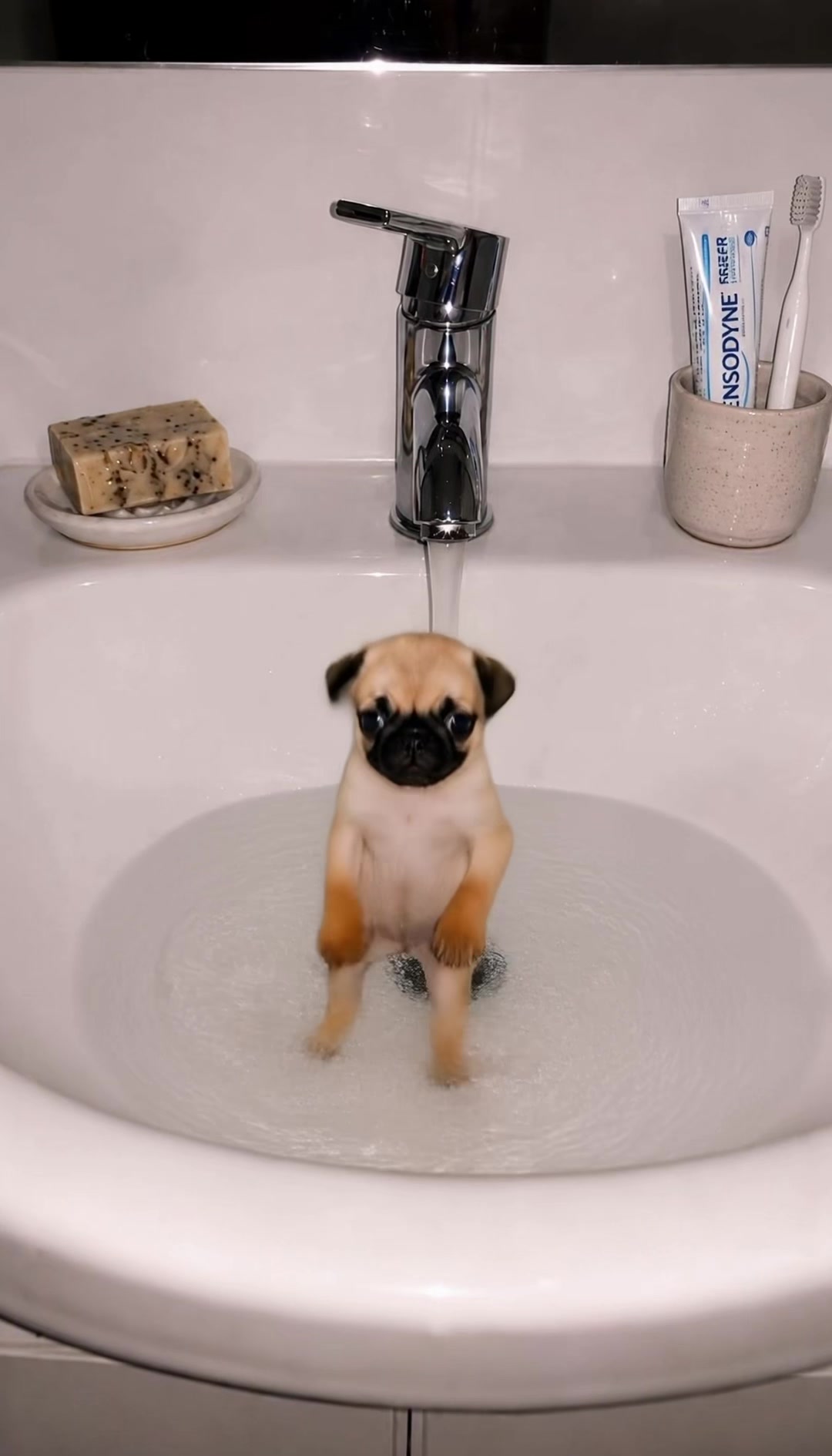 @dogmotion