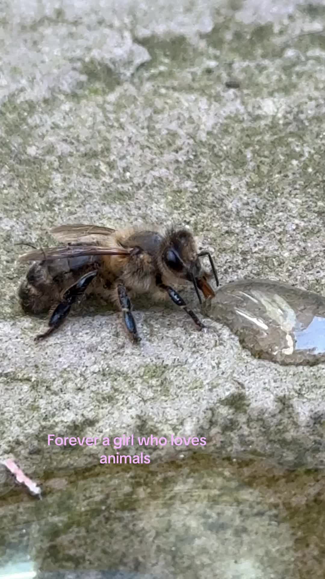 @𝐉𝐞𝐦𝐢𝐦𝐚𝐞𝐯𝐞𝐞𝐪 🐴