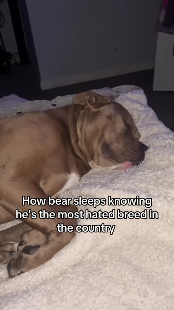 @Megs&Bear 🐶🖤
