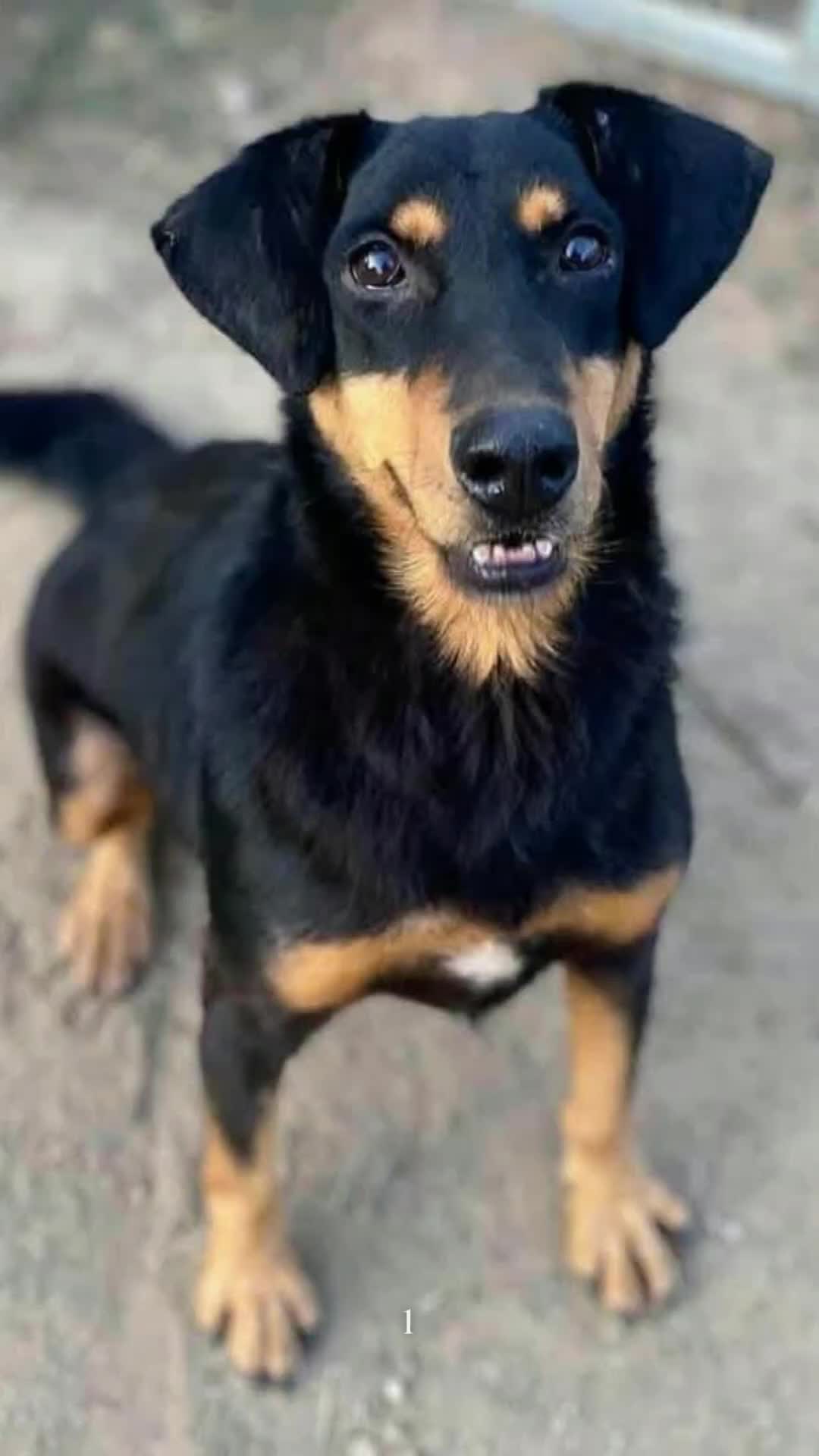 @Greek Animal Rescue