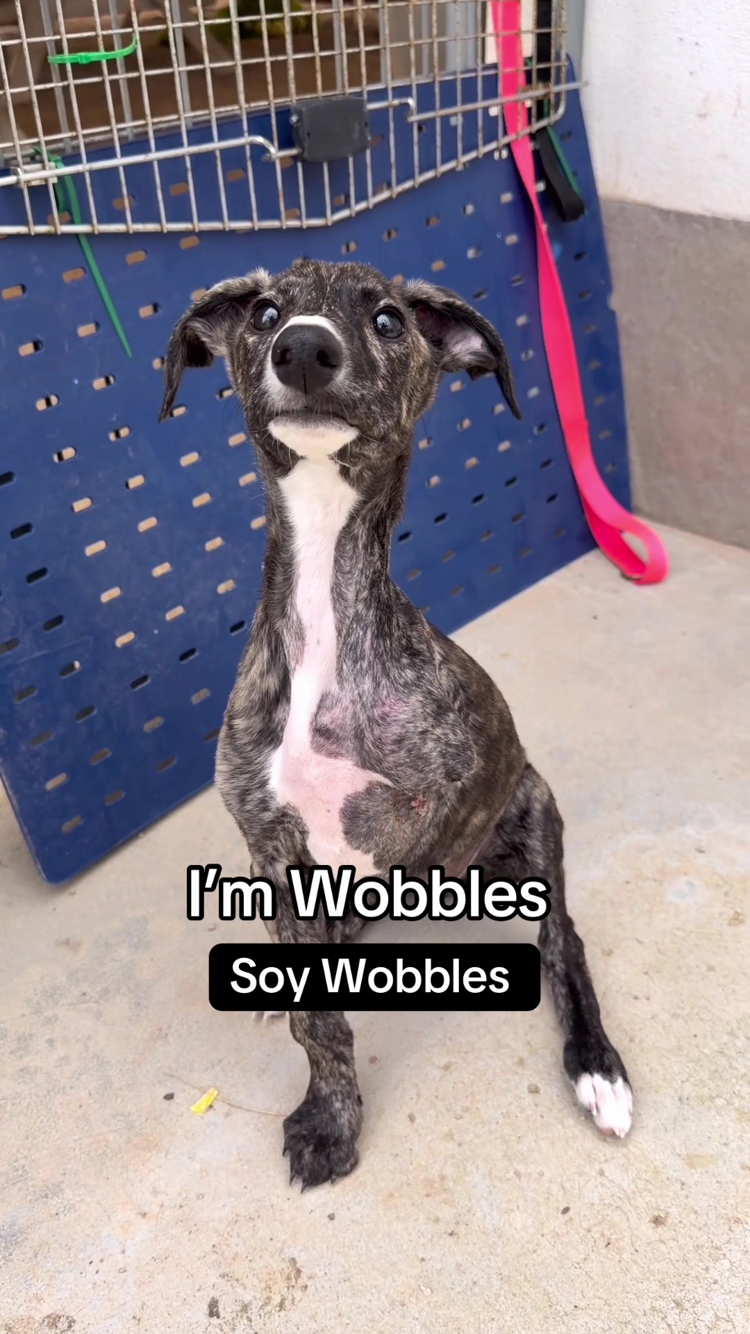 @Galgos del Sol