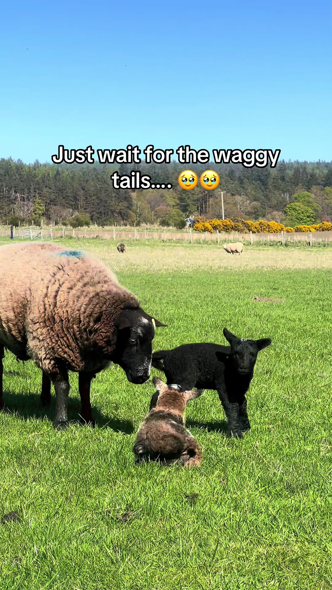 @Annie The Lamb