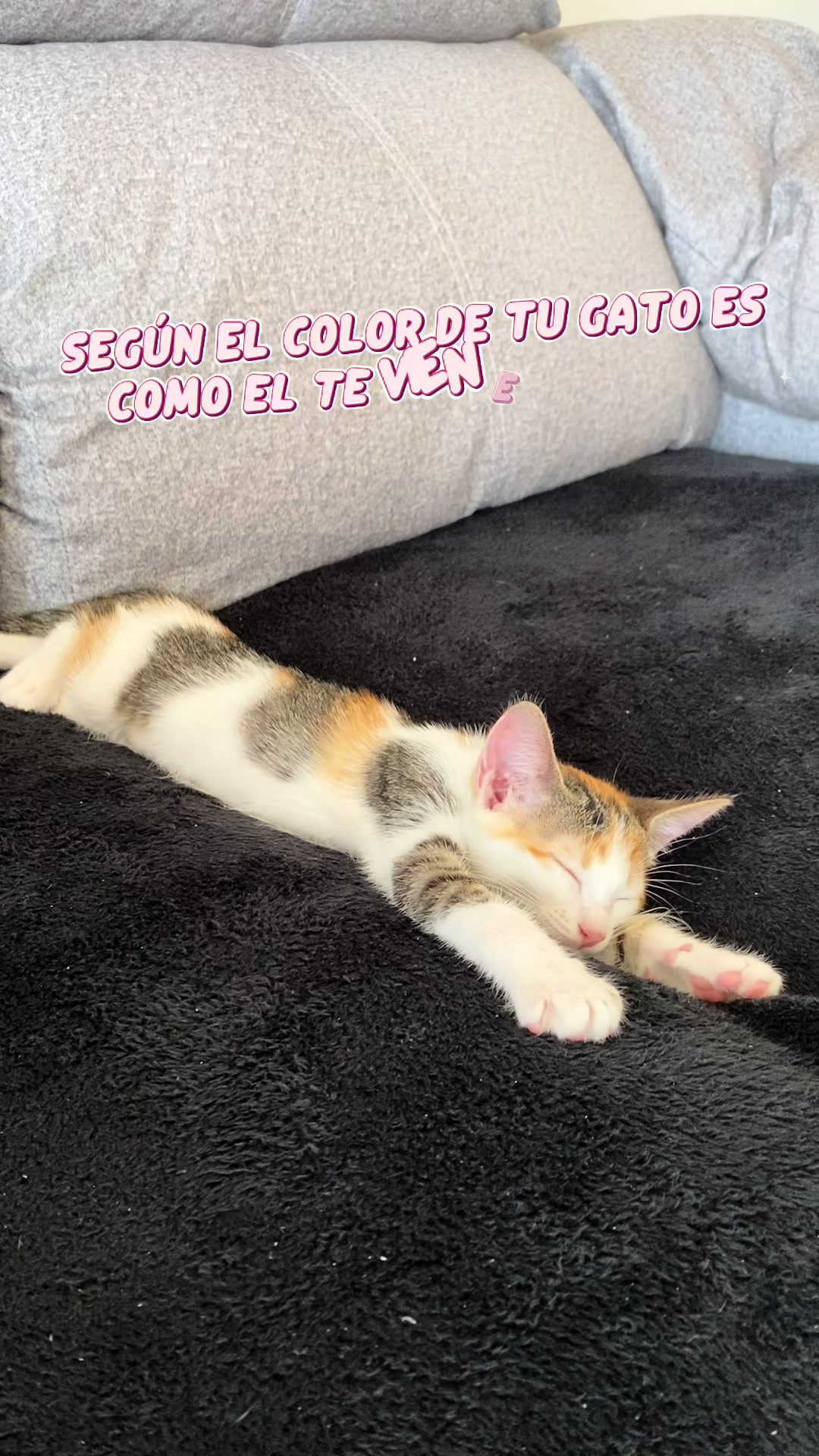 @- Alejandra 🐱💕