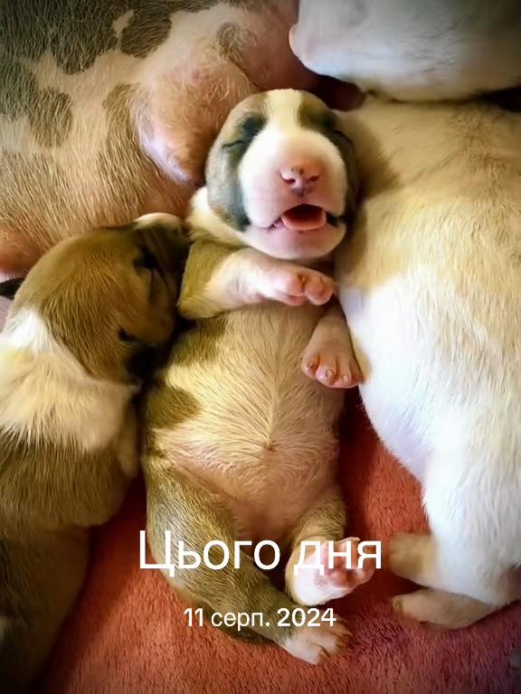 @Terra_Viva_minibullterrier