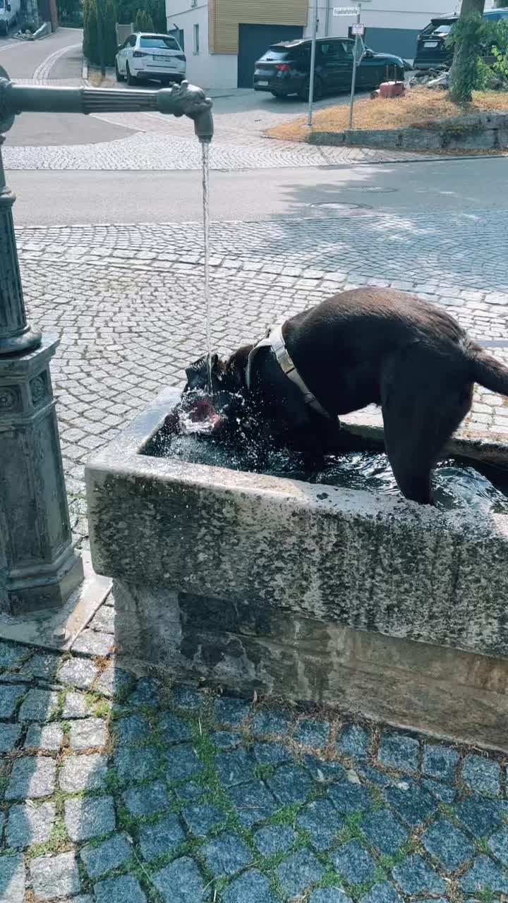 @Nala_thechocolab