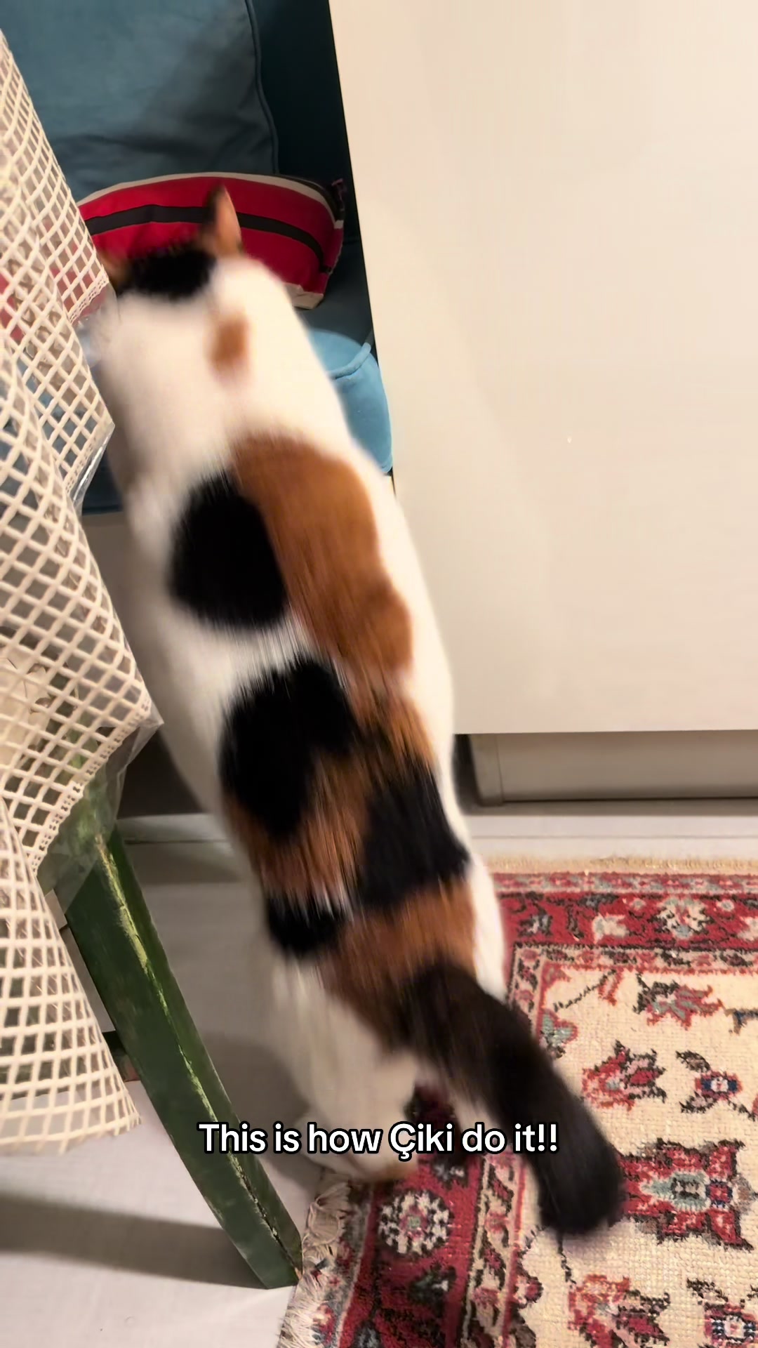 @Çikikatör