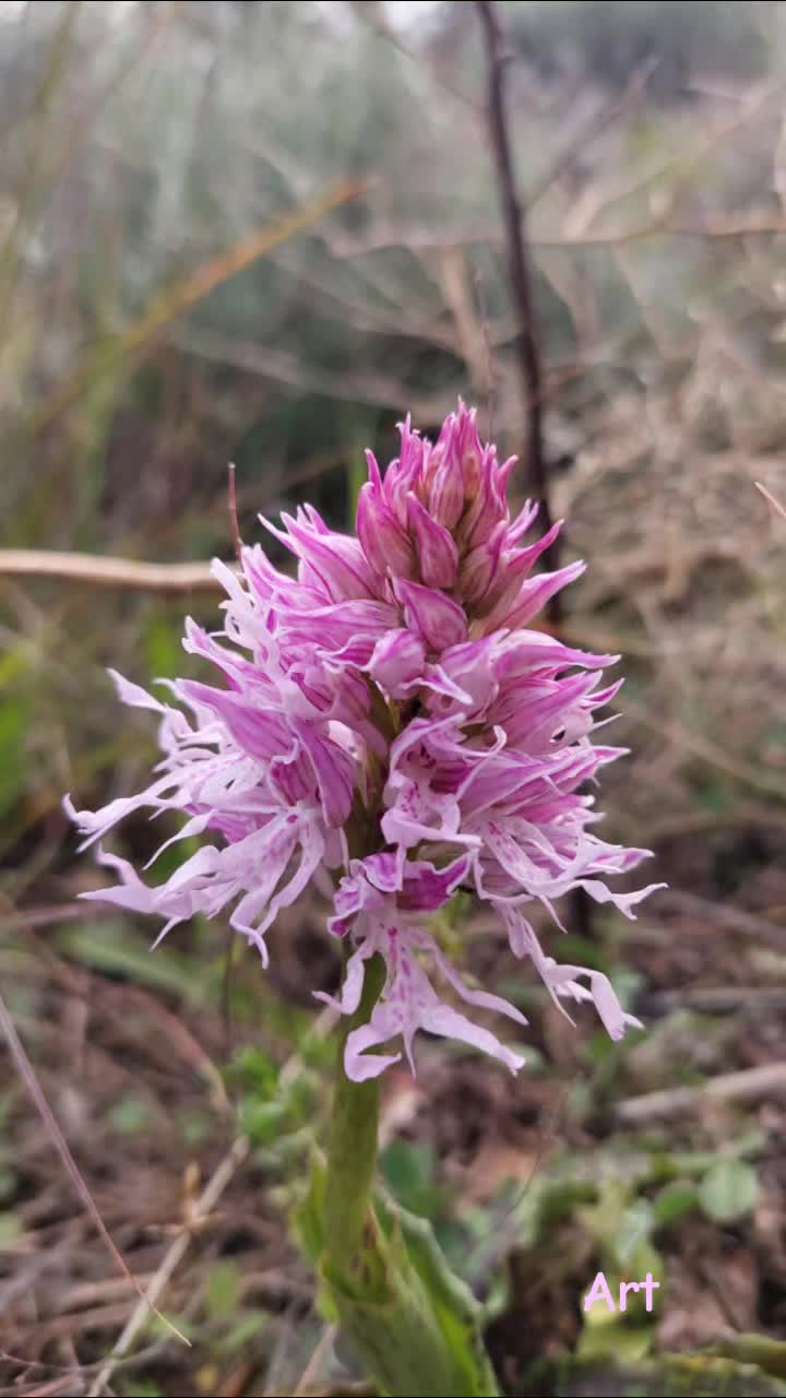 @Artemis_nature