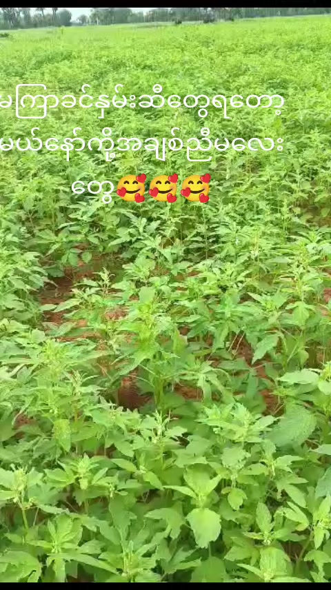 @muhantun0