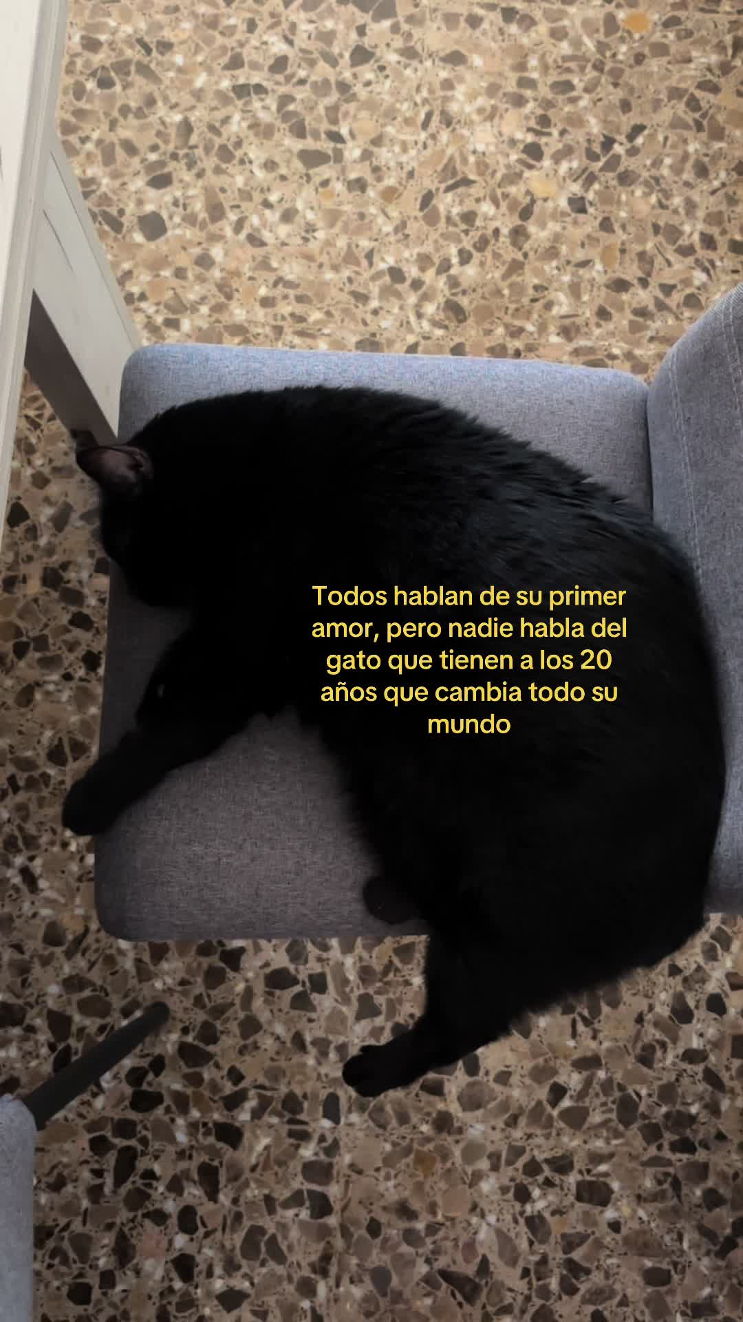 @BlackCatsMatter