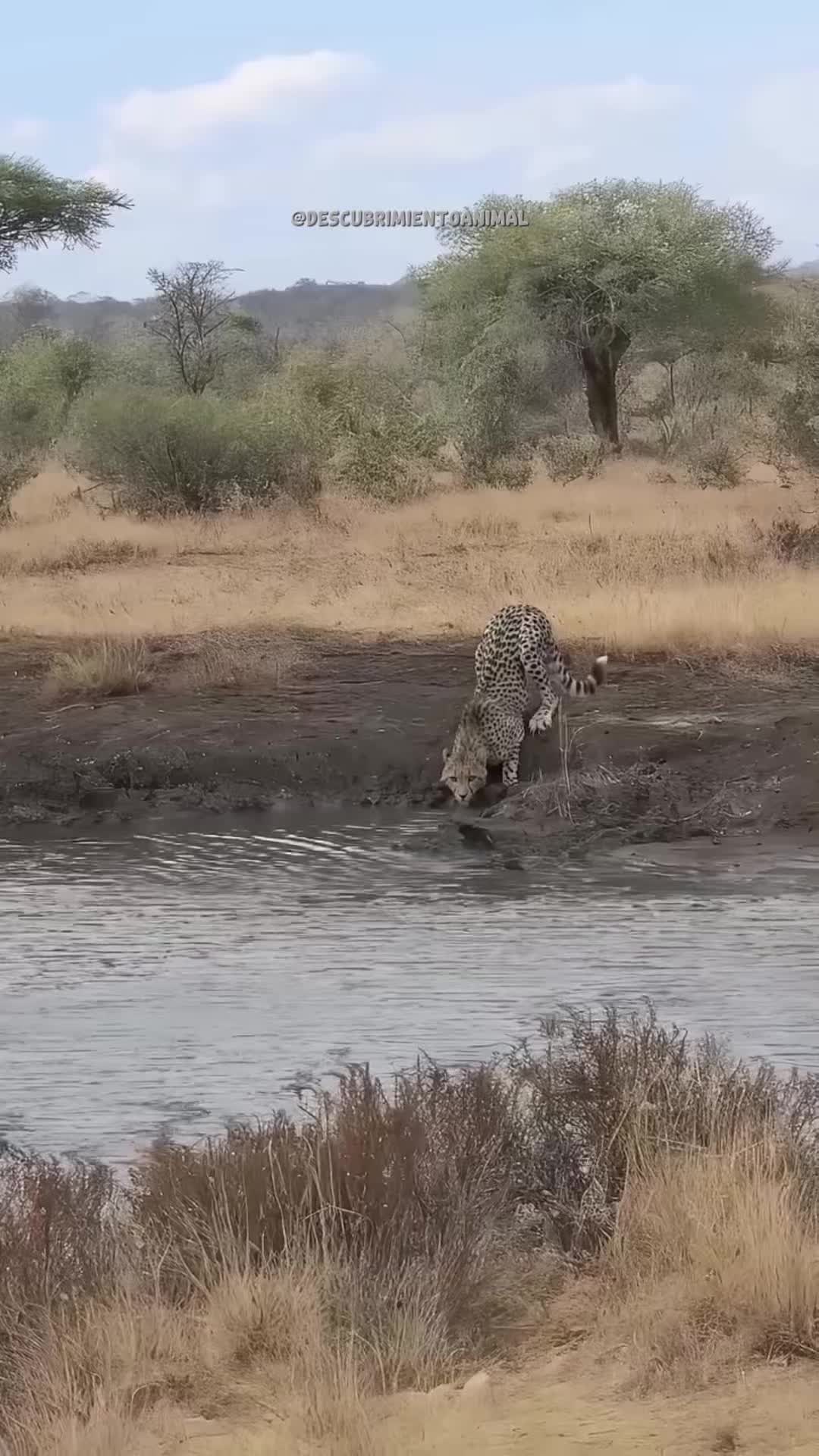 @Descubrimientoanimal