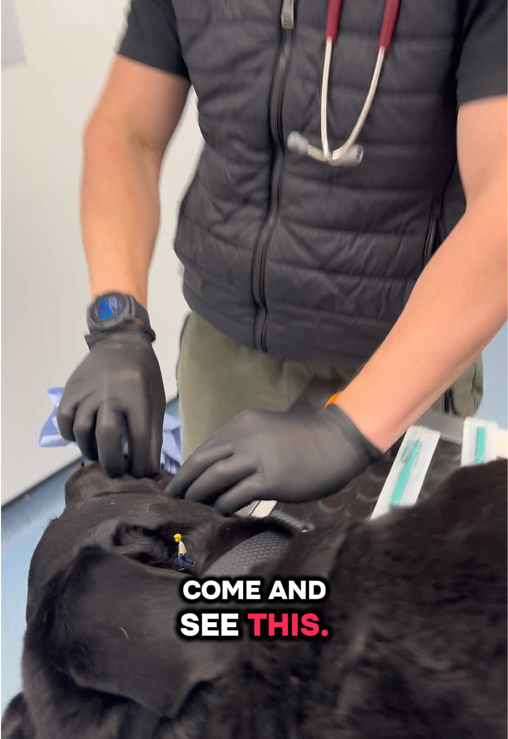 @Tomasthevet