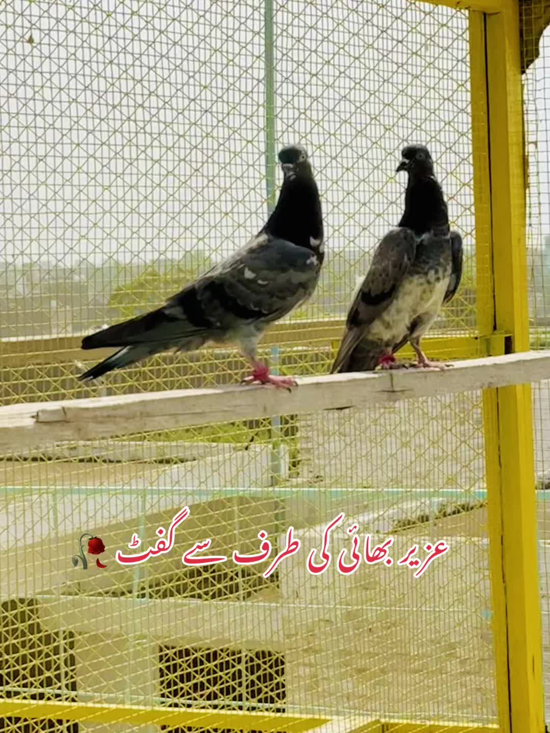 @ToqeerKhan300