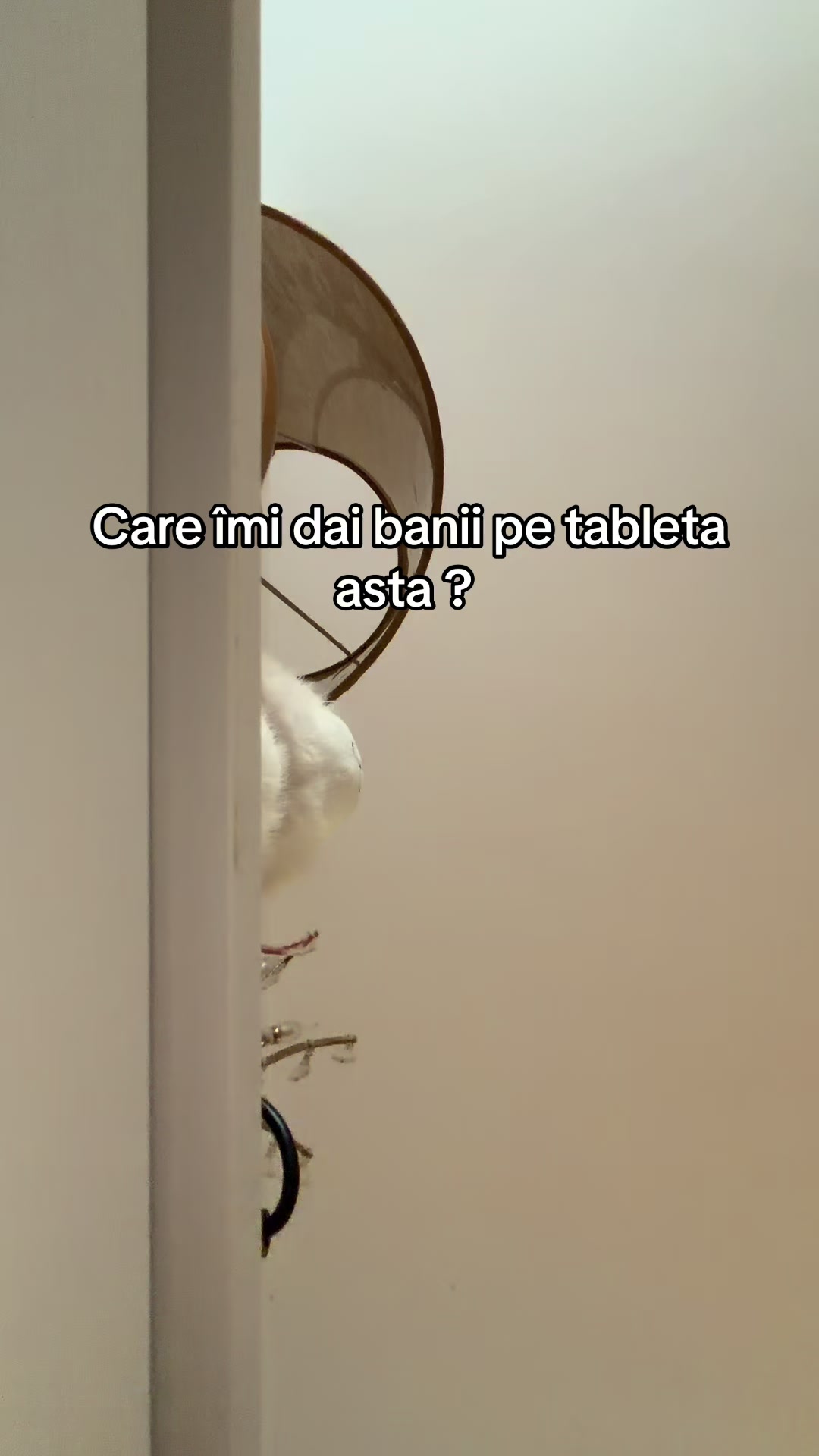 @LeLe Robert