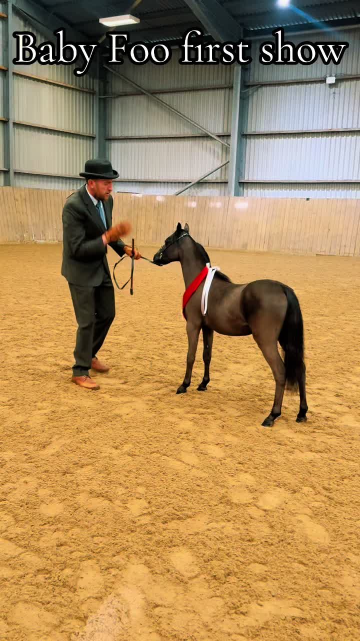 @SummerMoor Miniature horses