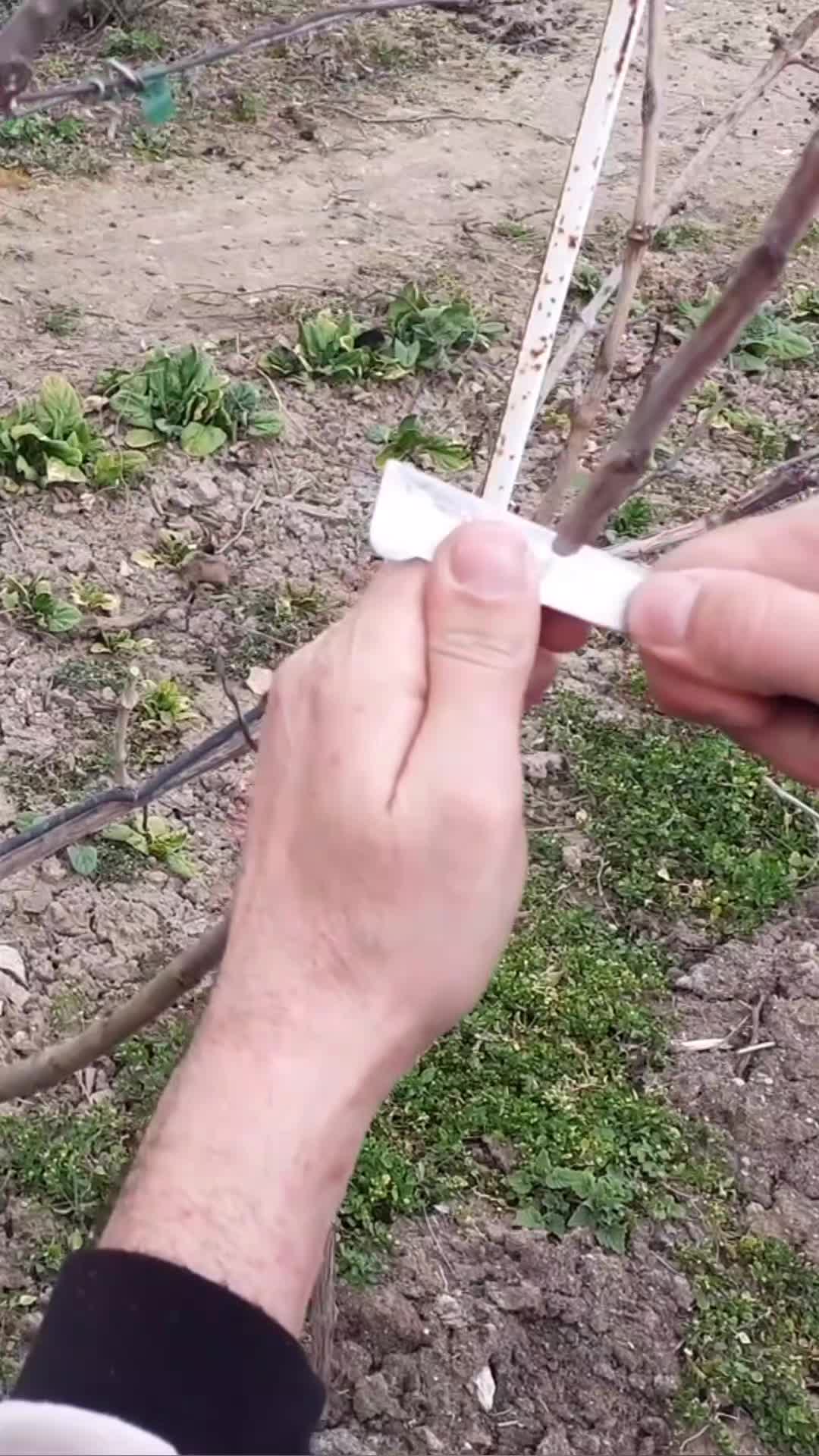 @Минчо Танков