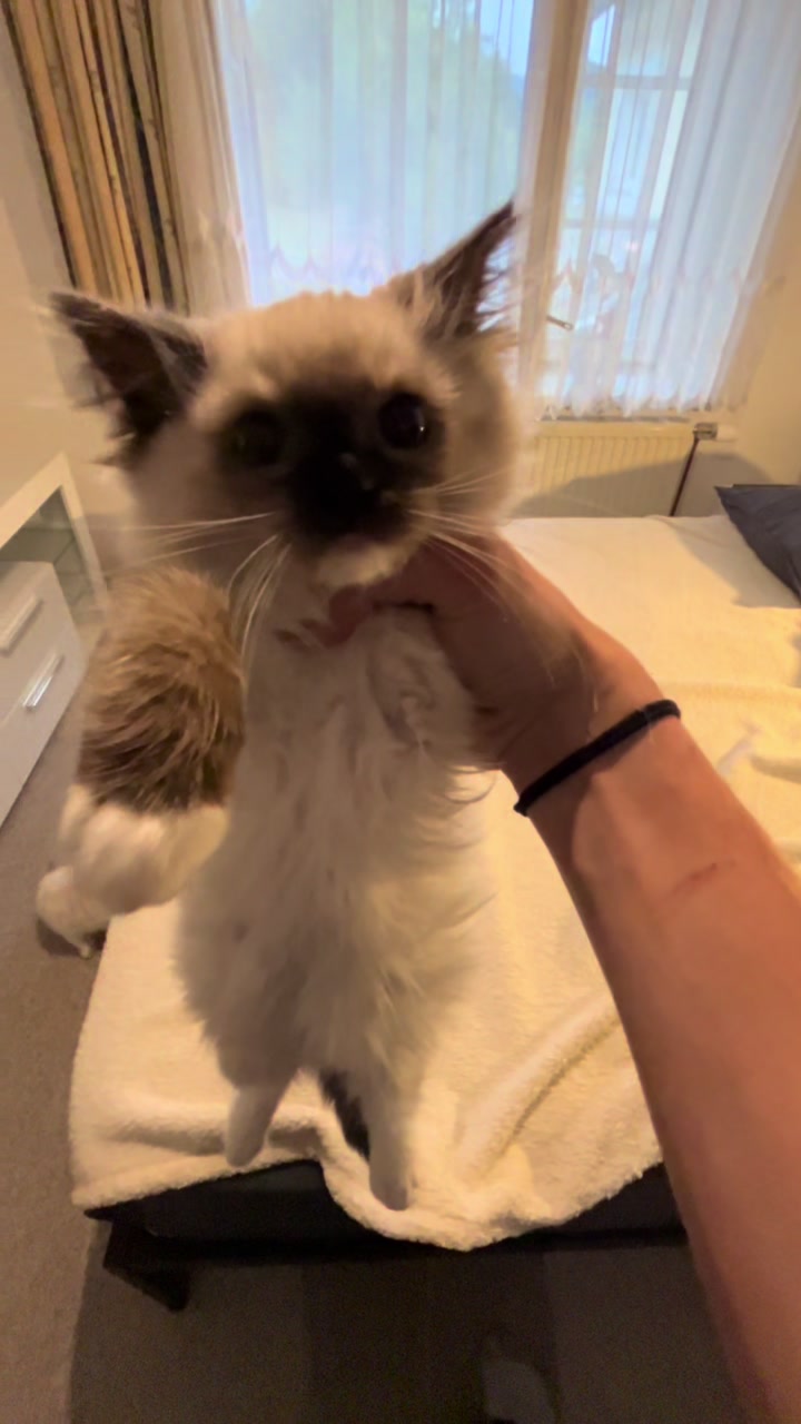 @Cute Ragdolls