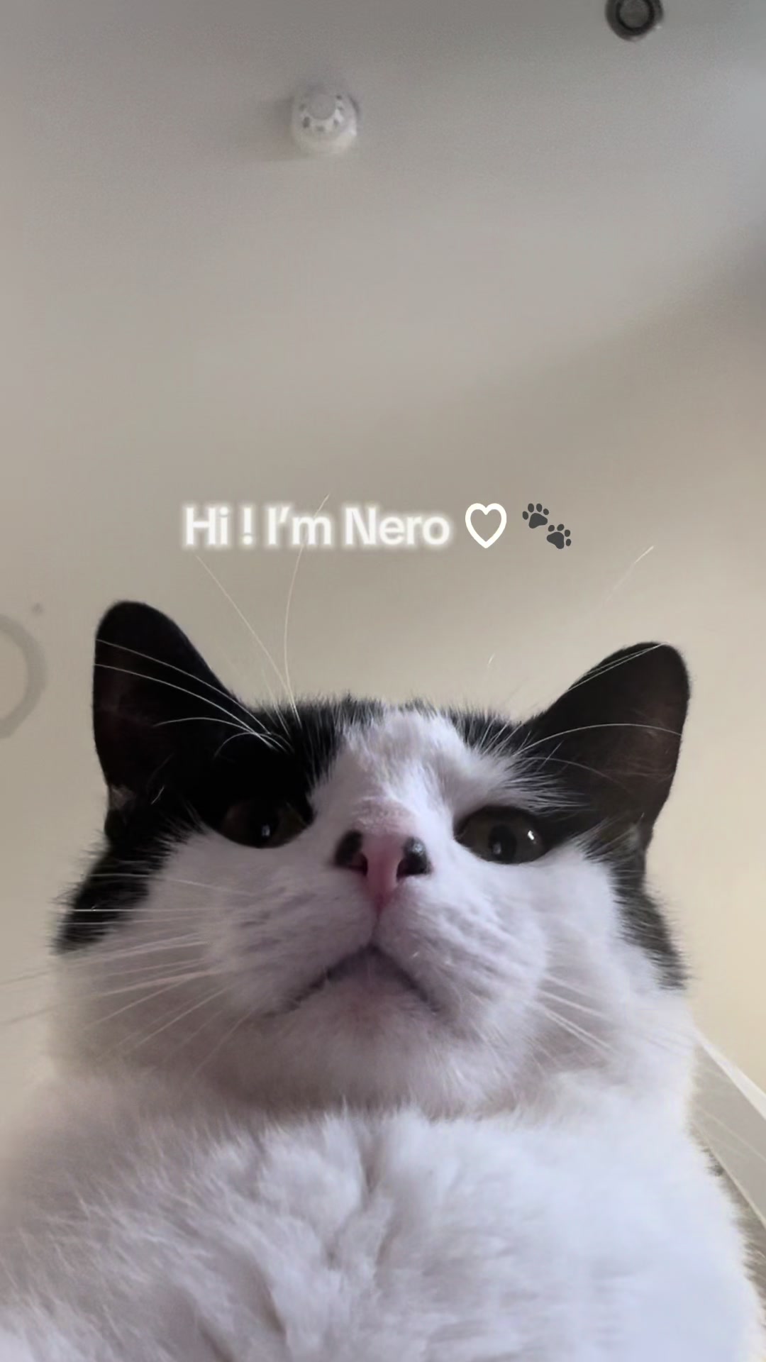 @Purrfect Café