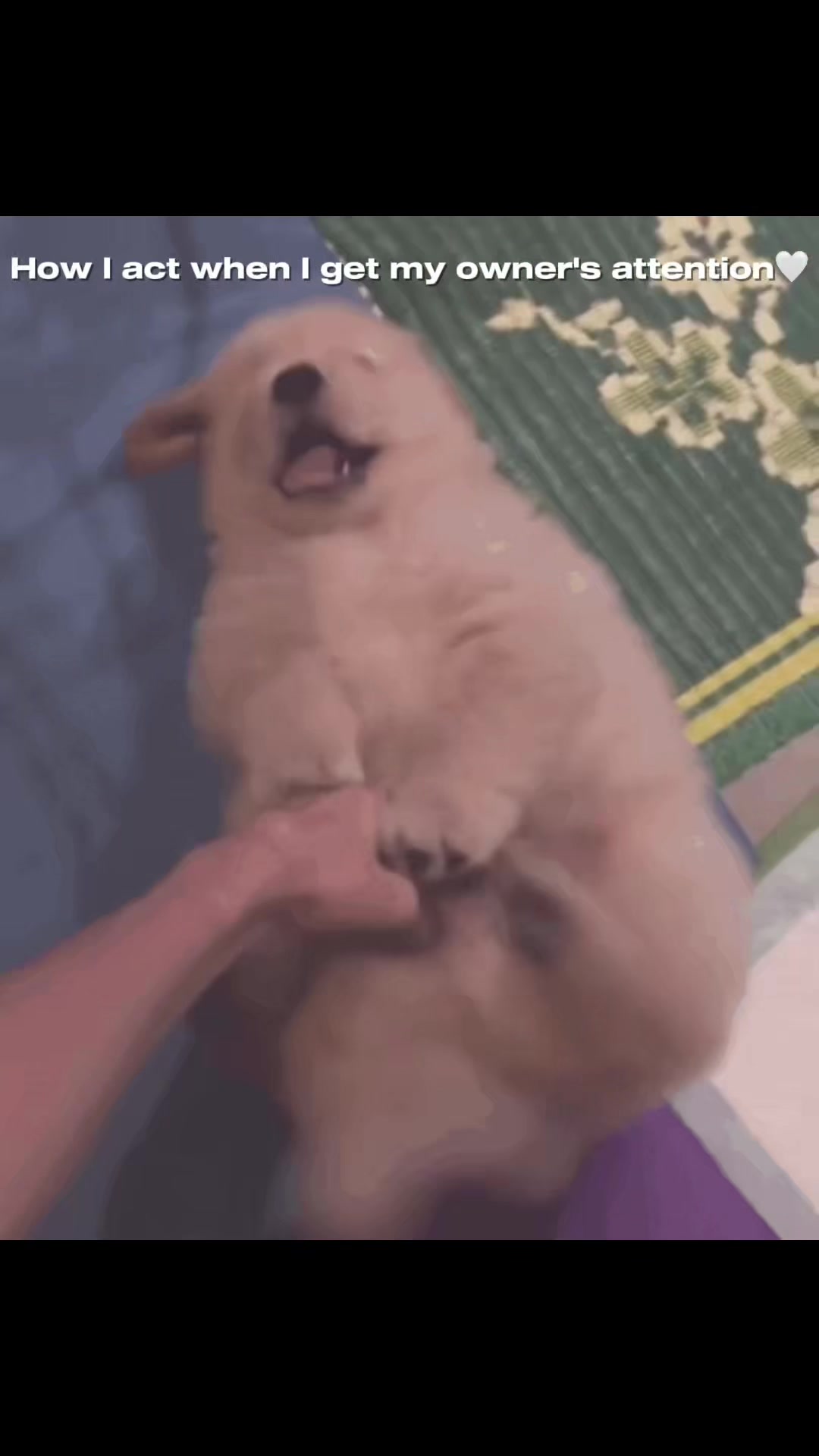 @⋆.𐙚 ̊ ꒰ 𝒫𝓊𝓅𝓅𝓎 ℊ𝒾𝓇𝓁 ꒱