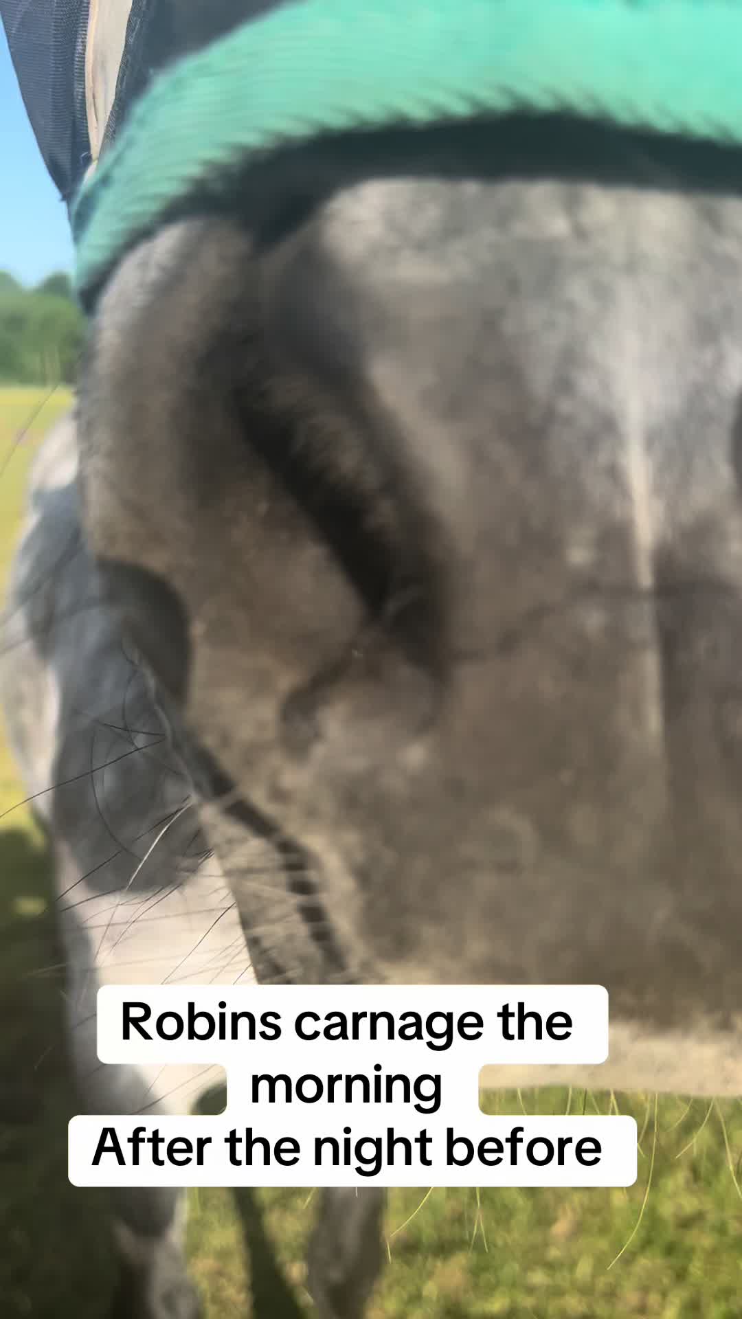 @Horsey mum