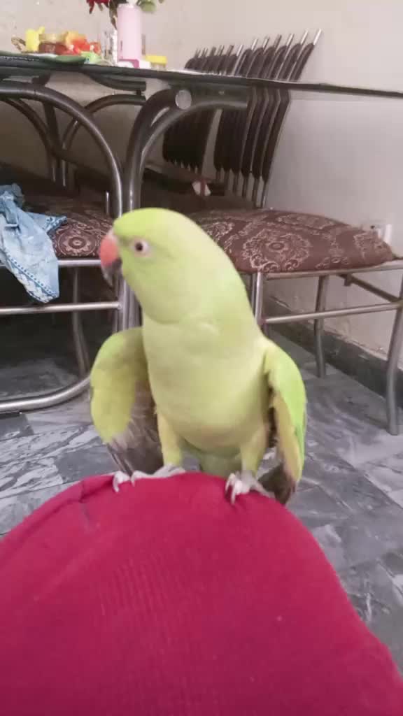 @Syed Adnan Ali Bukhari