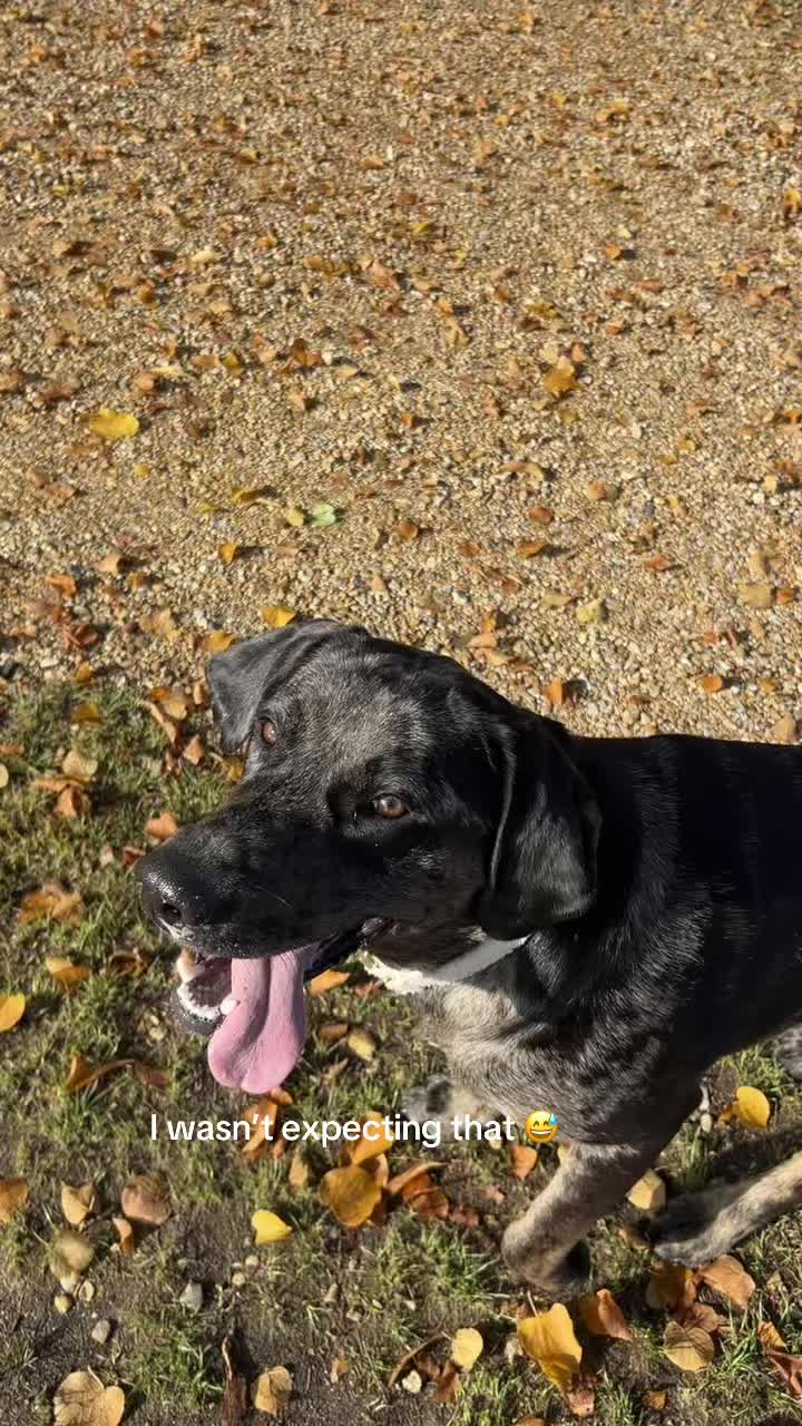 @Leotheleopardlab