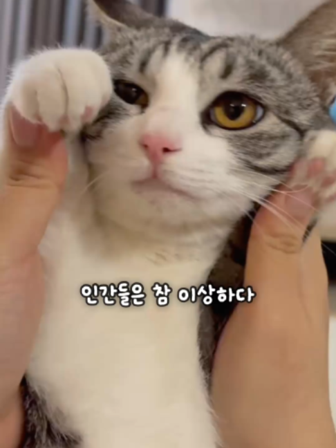 @투머치냥즈