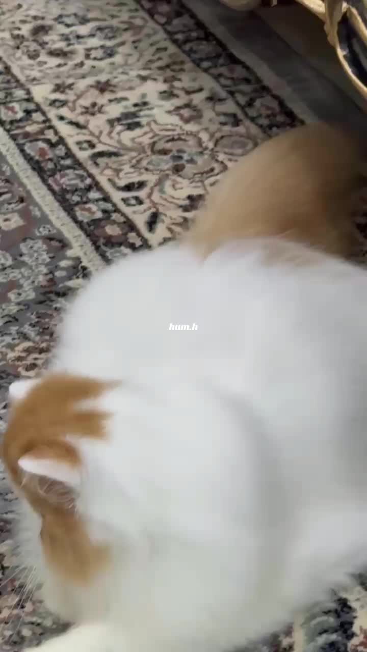 @_Humah_