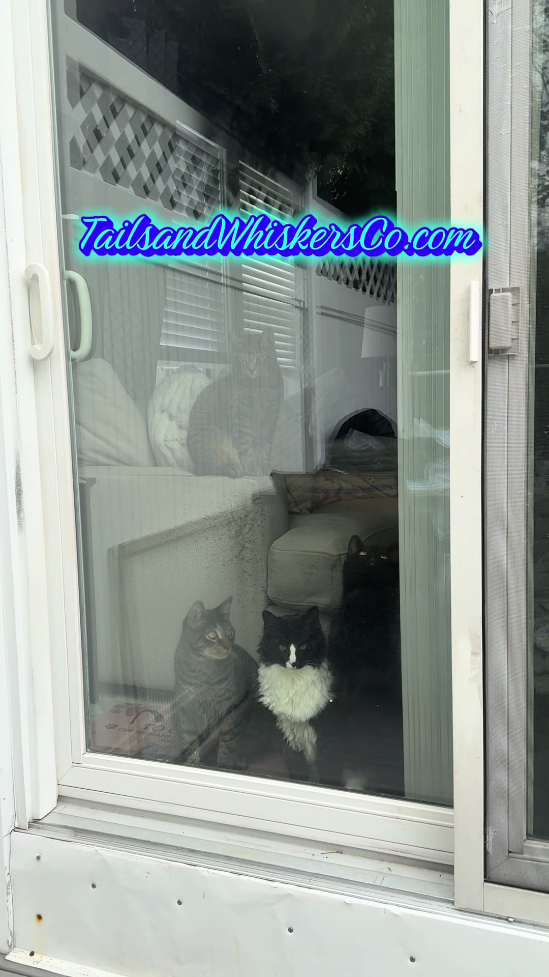 @TailsandWhiskersCo
