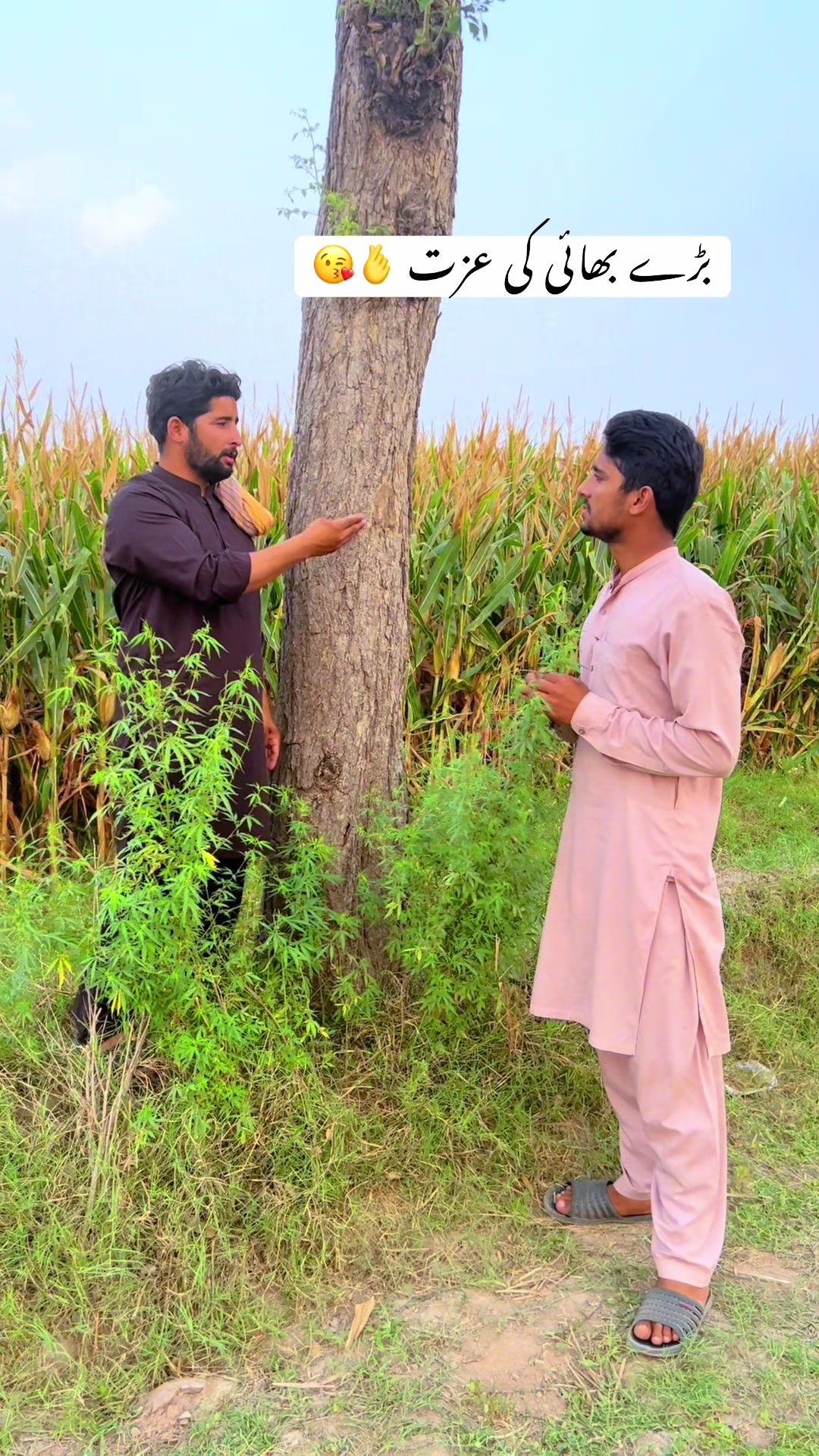 @پینڈو بوائز 378