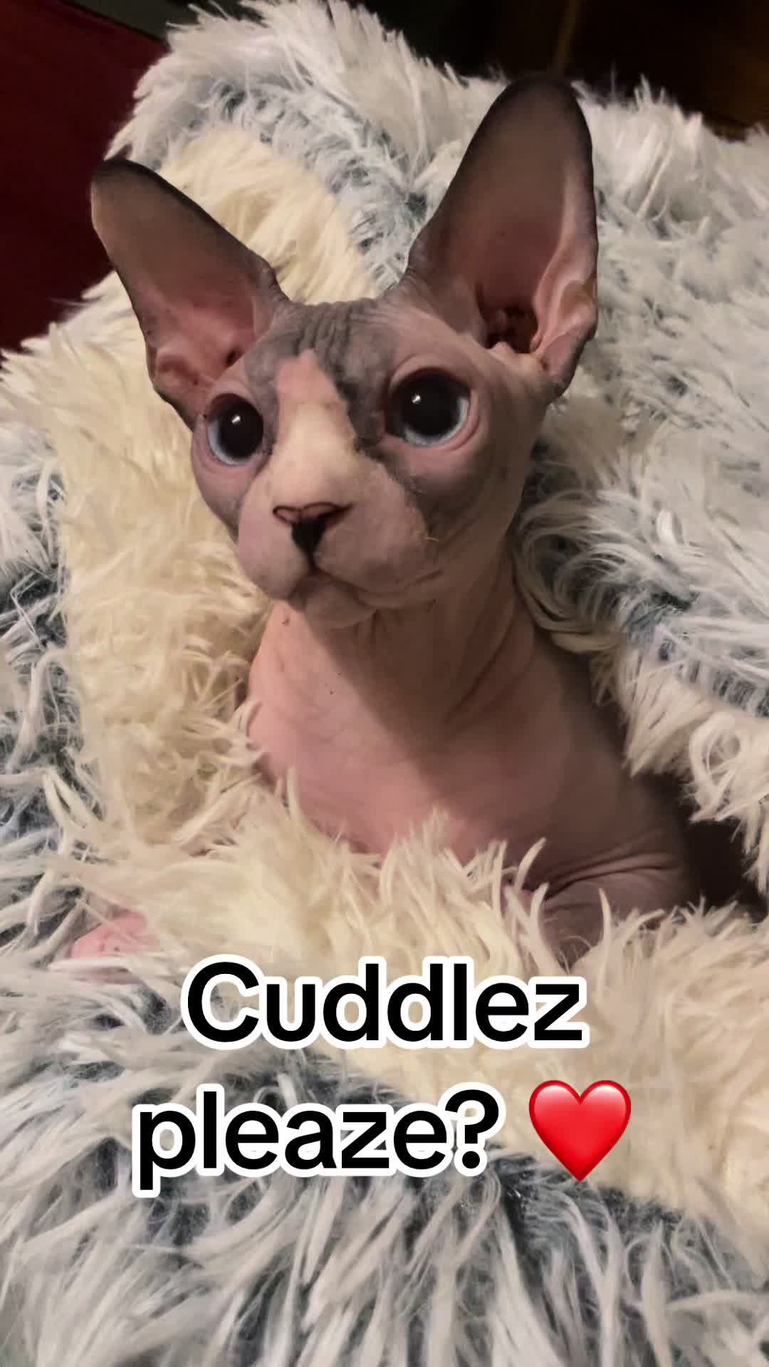 @Ninjapixie