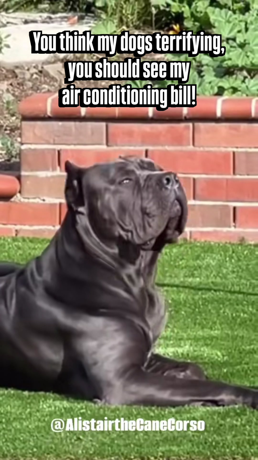 @Alistair the Cane Corso