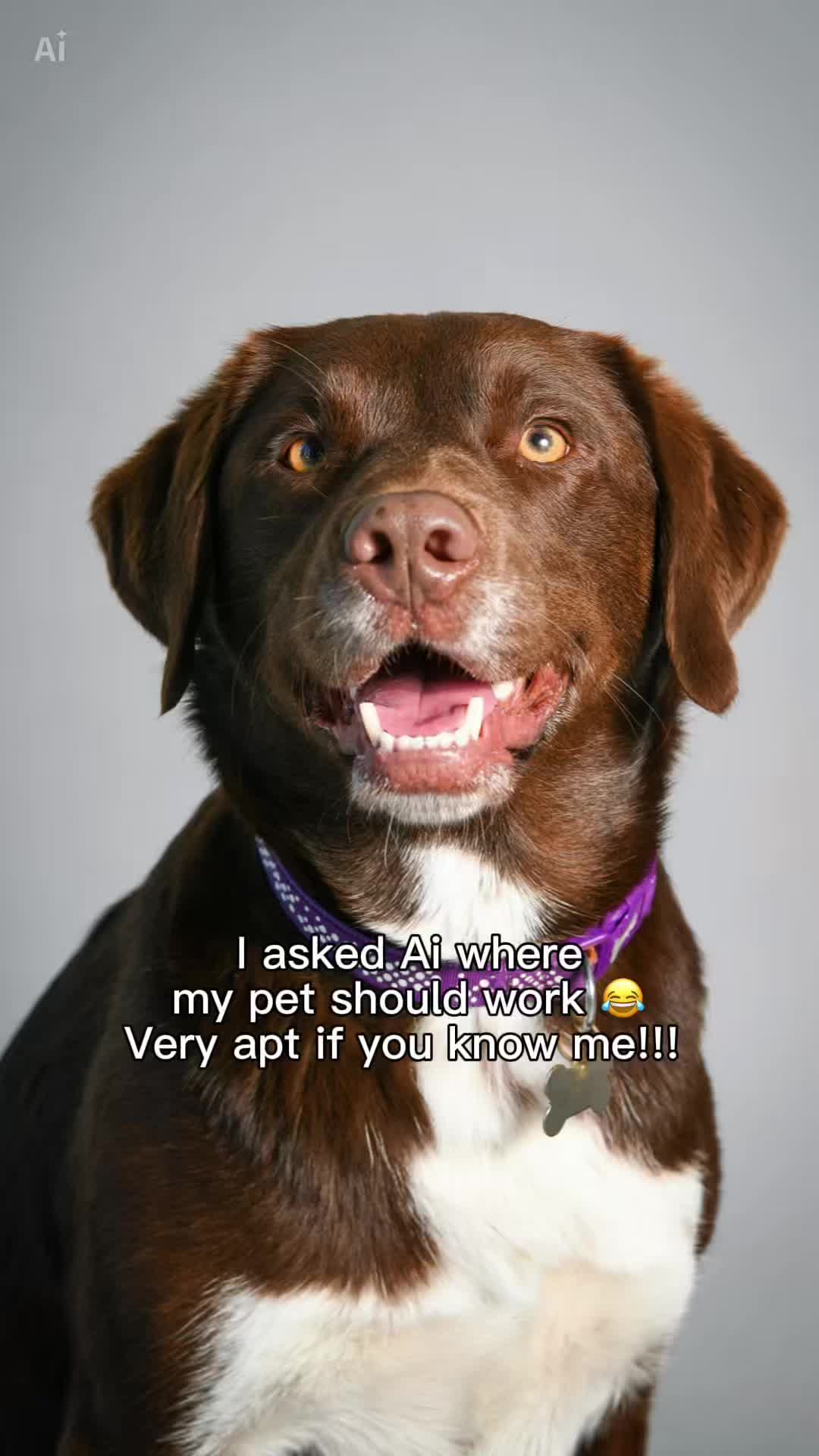 @Kali the Collie Labrador