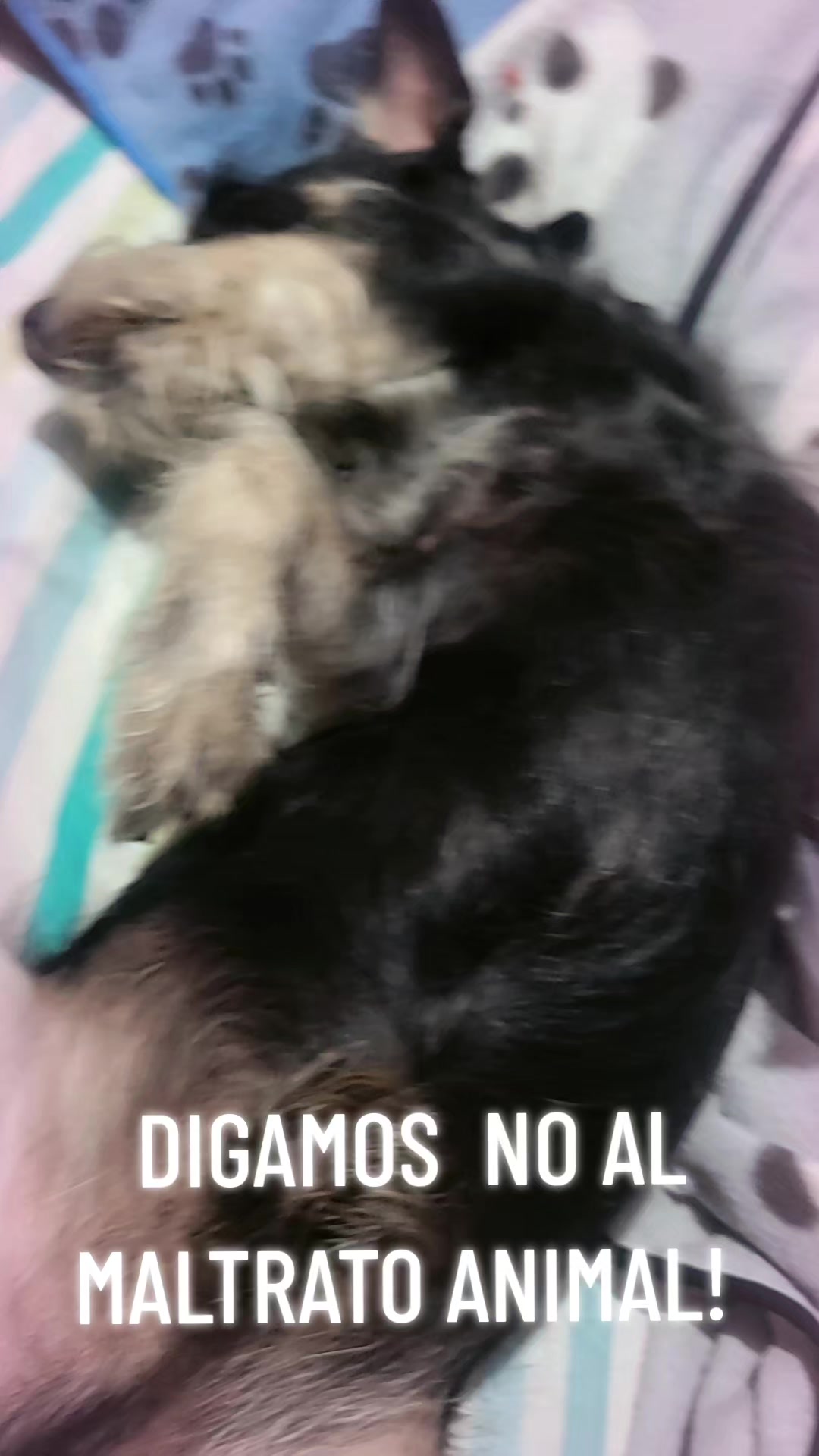 @flor canela