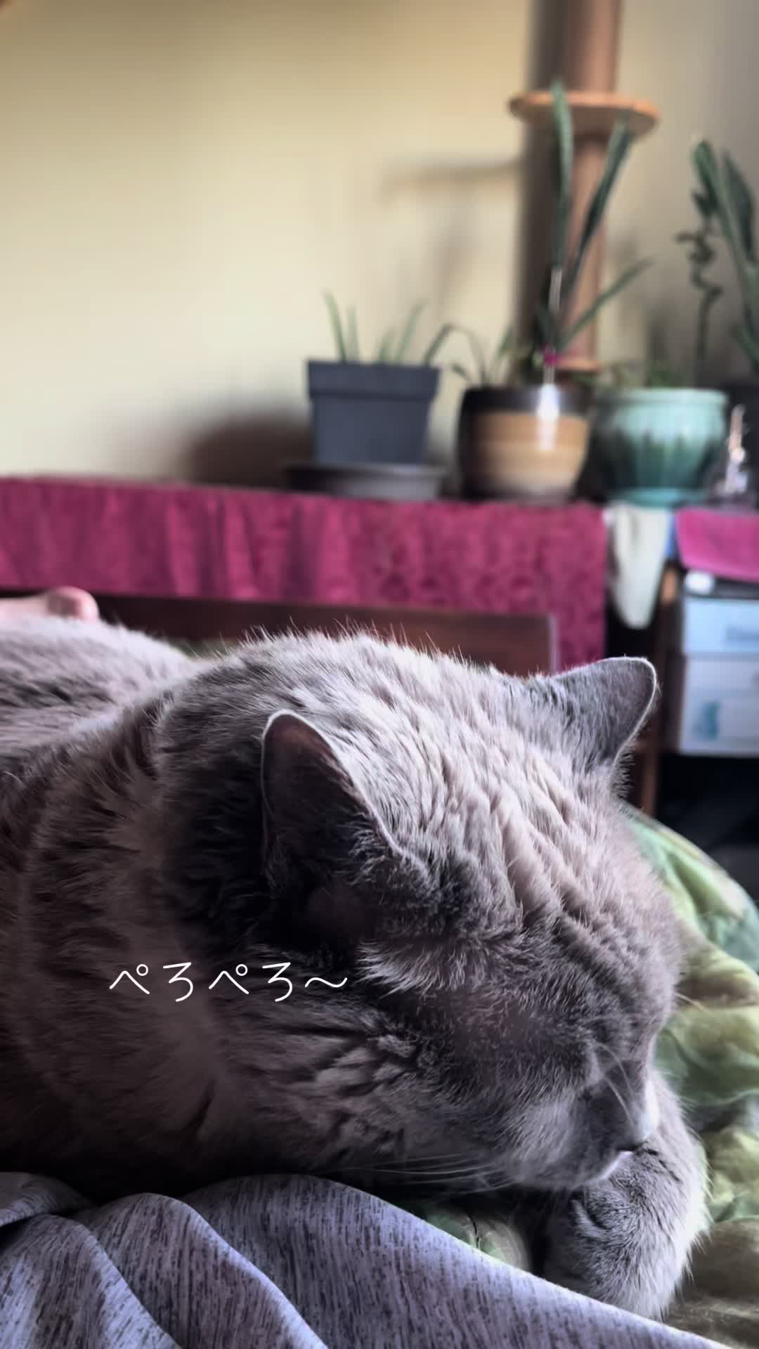 @sakurahana016