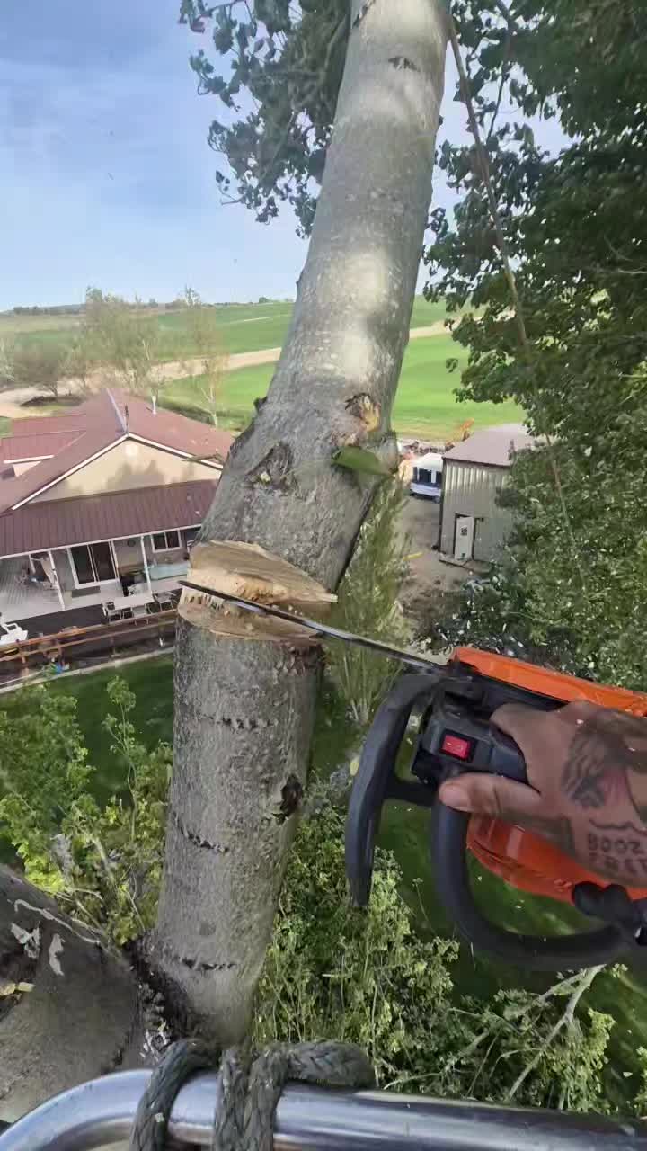 @LoyalTreeCare