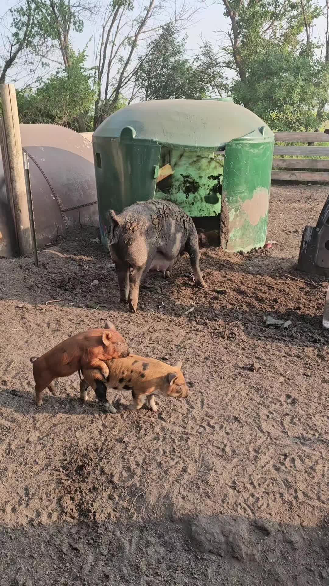 @Dakotafunnyfarm
