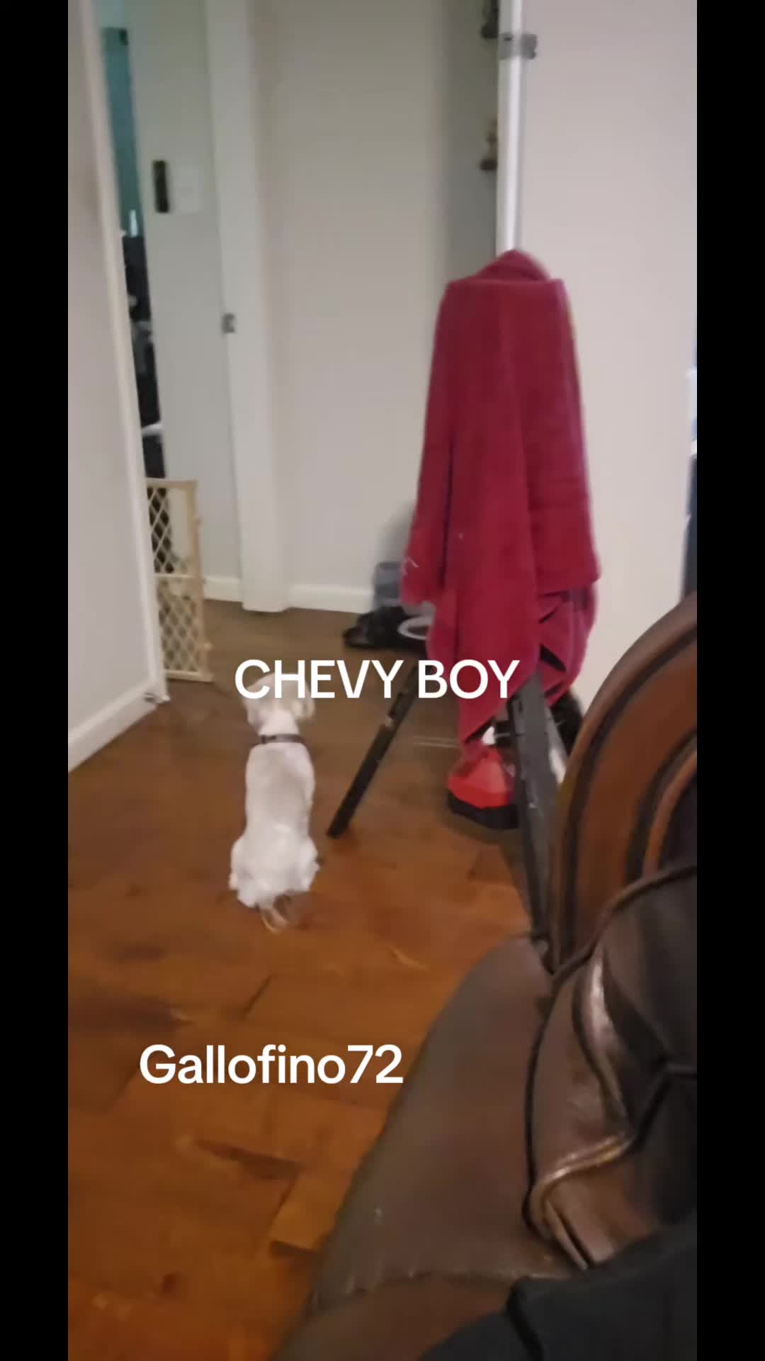 @ElGalloFino