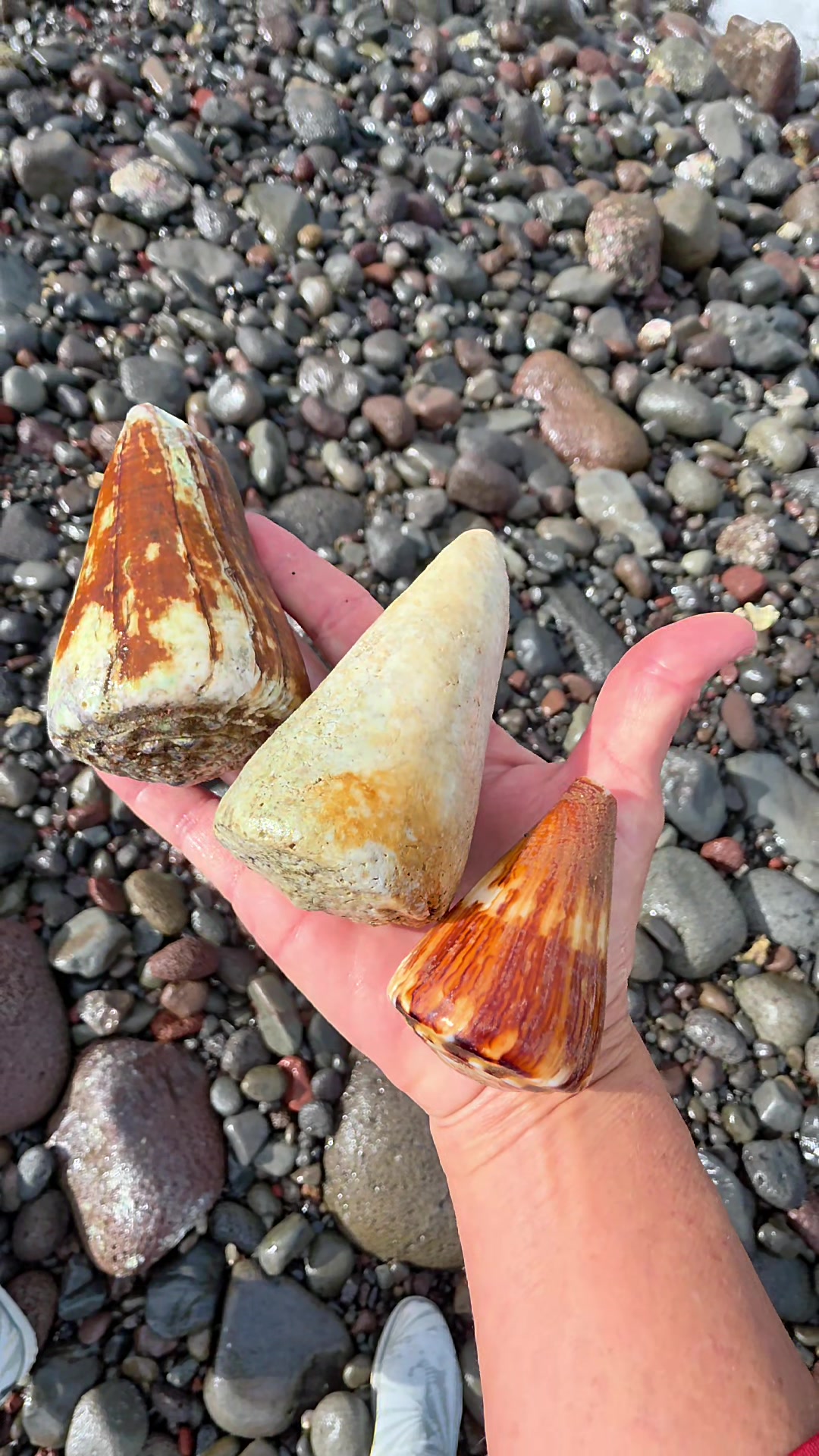 @Noe ๐ Shells