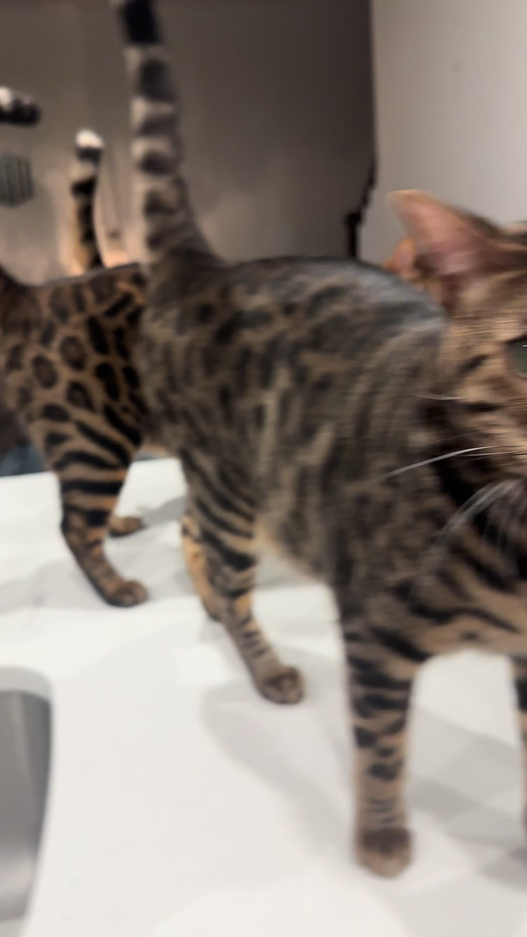 @Tiny Leopard Cats