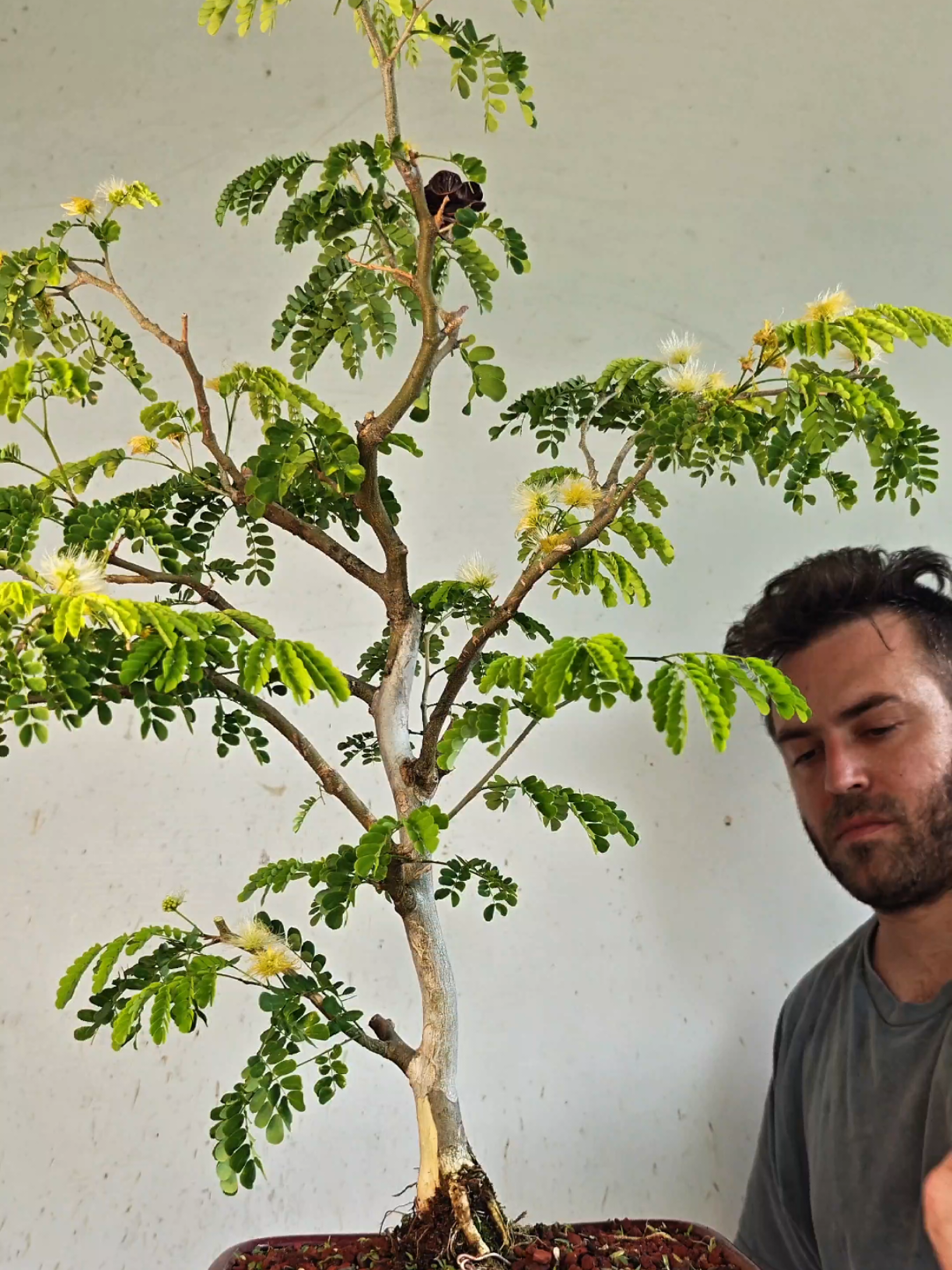 @Bryan Loves Bonsai