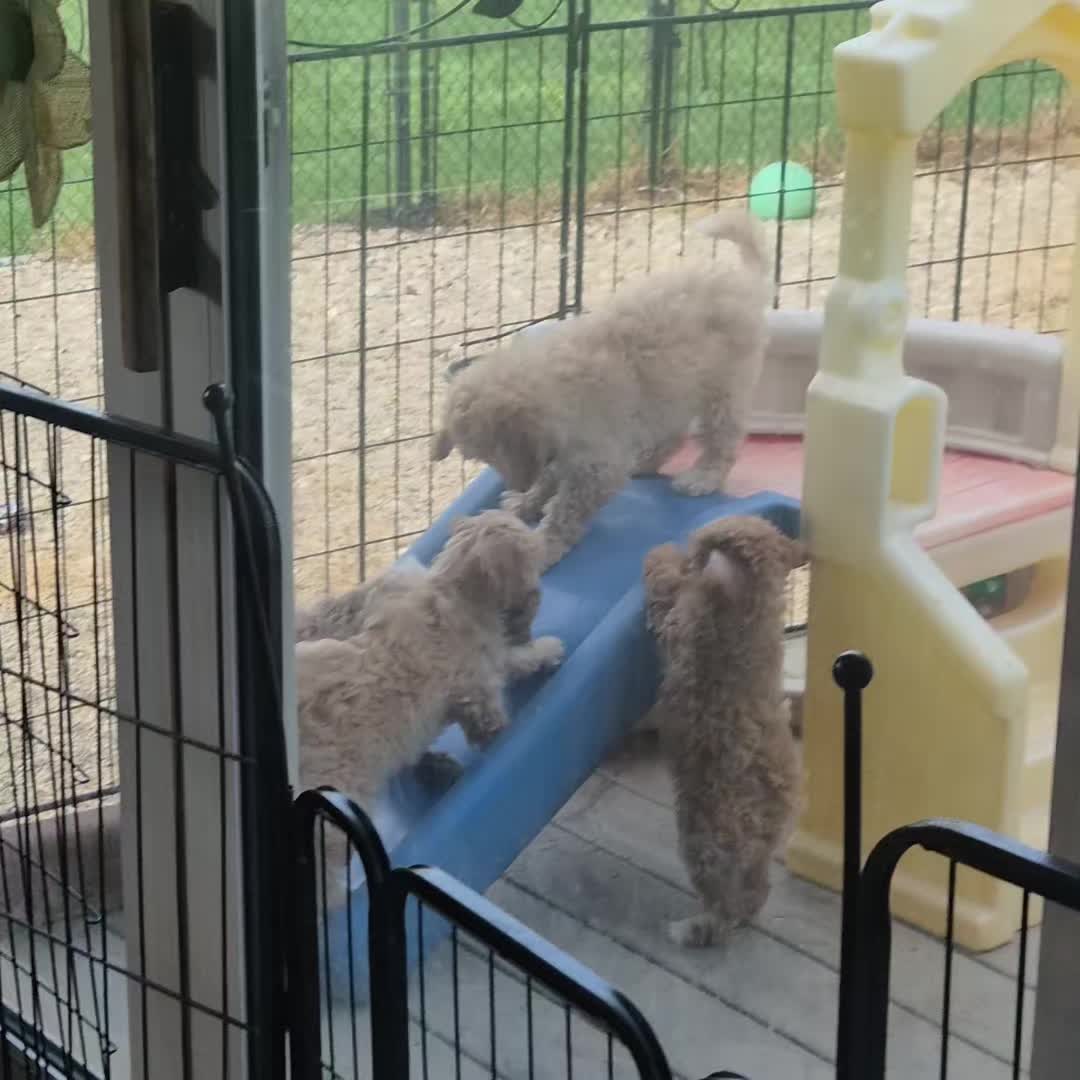 @Barb's Precious Pups